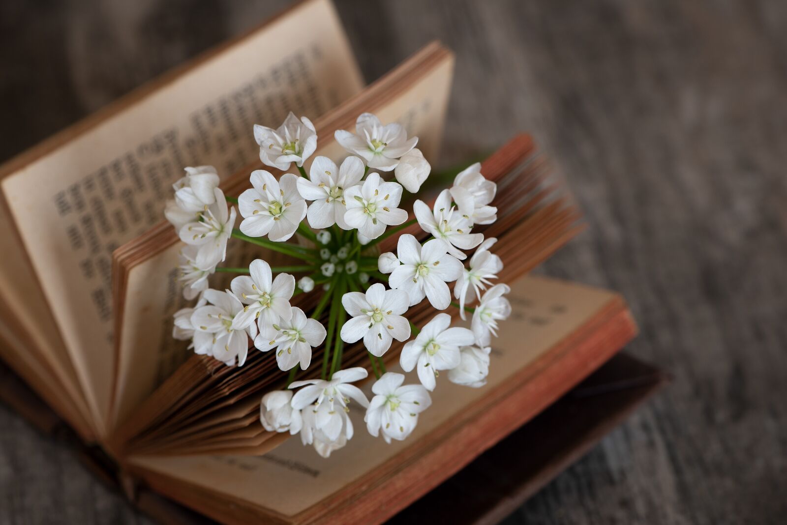 Nikon D750 sample photo. Book, blossom, bloom photography