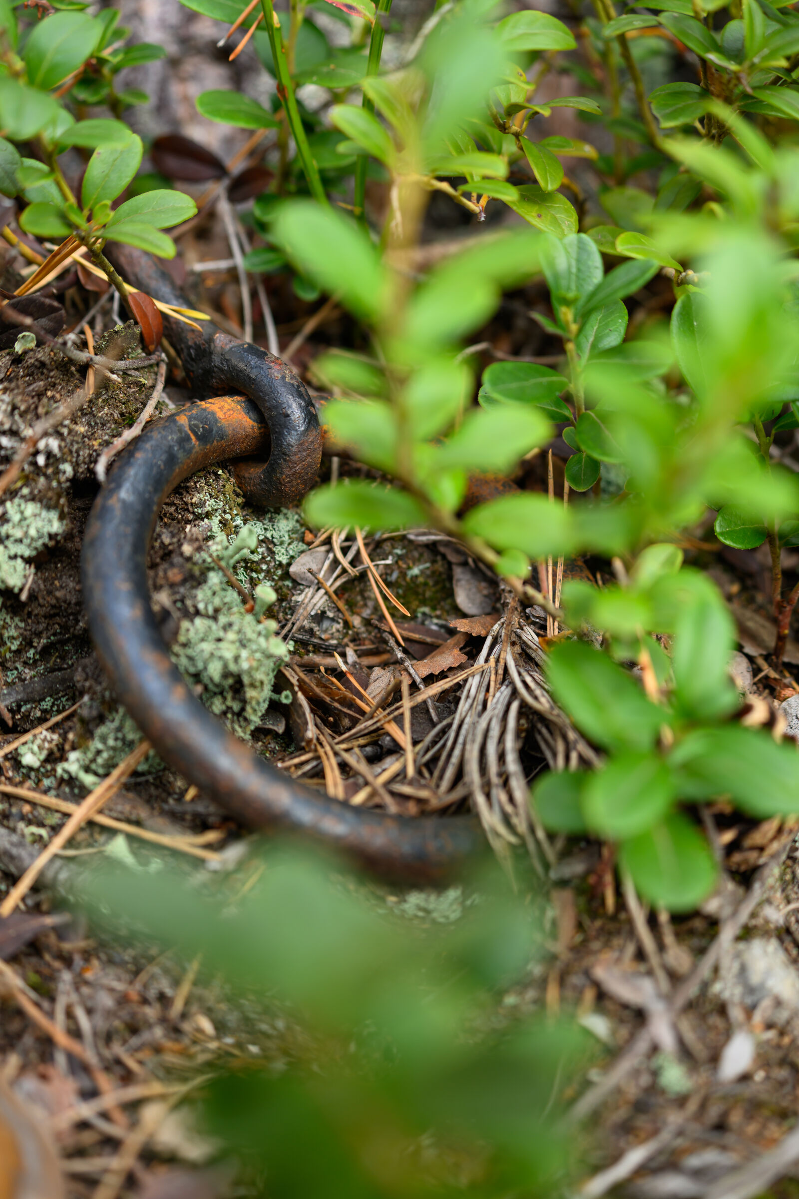 Nikon Z8 sample photo. Metal pull photography