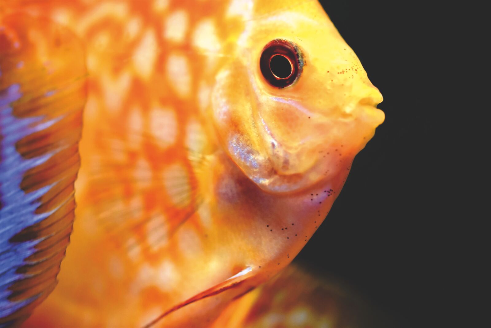 Nikon D7200 sample photo. Discus fish, discus cichlid photography