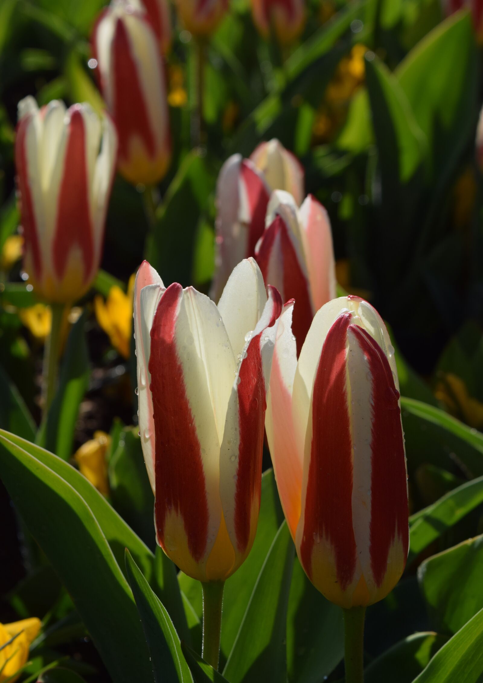 Nikon D3300 sample photo. Tulips, tulipa, flower photography