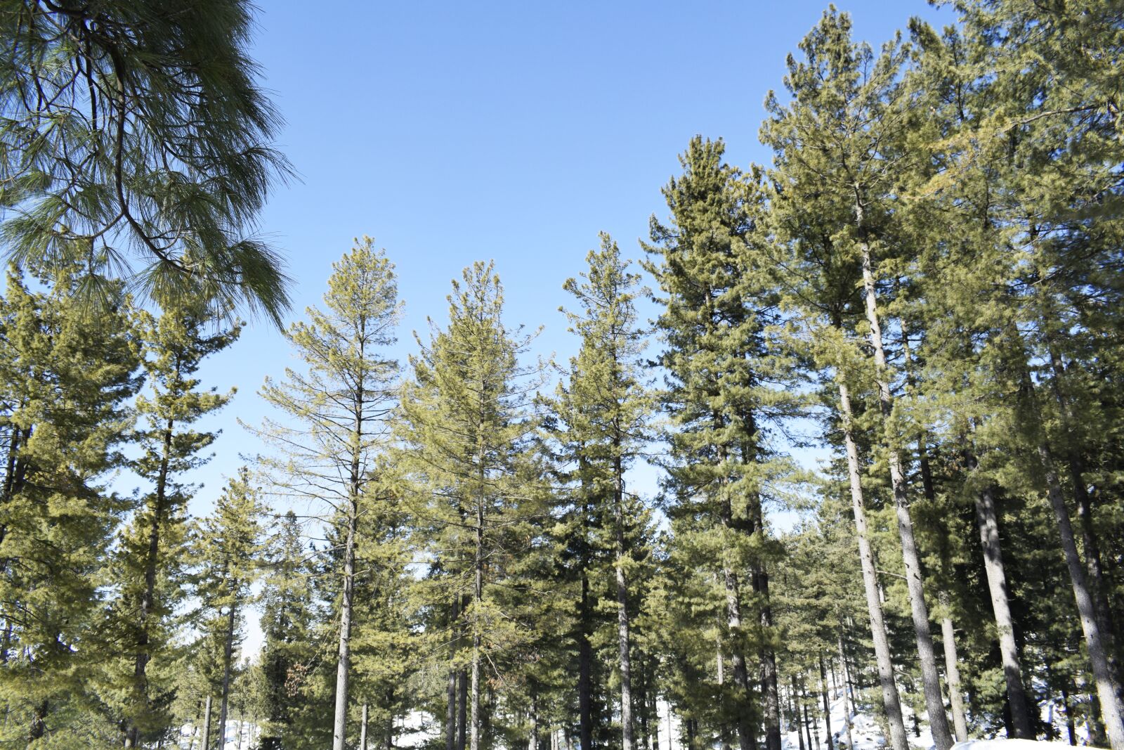 Nikon D5300 sample photo. Pine, wood, winter photography
