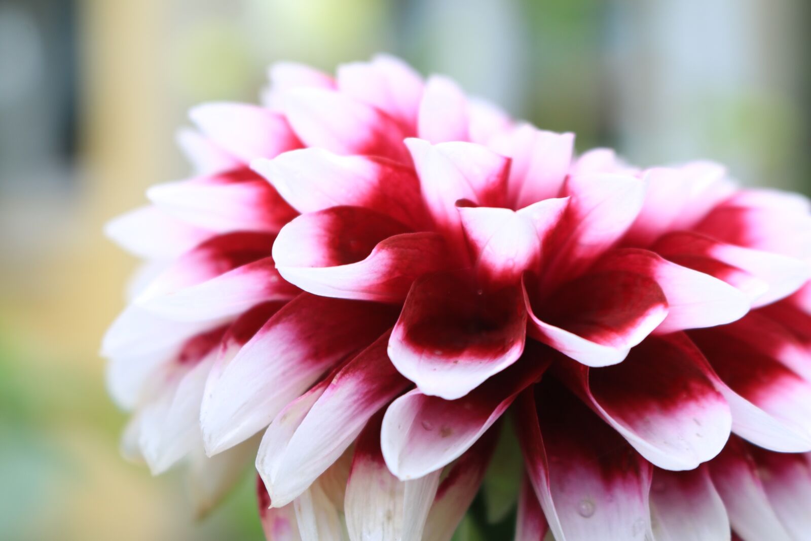 Canon EOS 70D sample photo. Flower, red, white photography