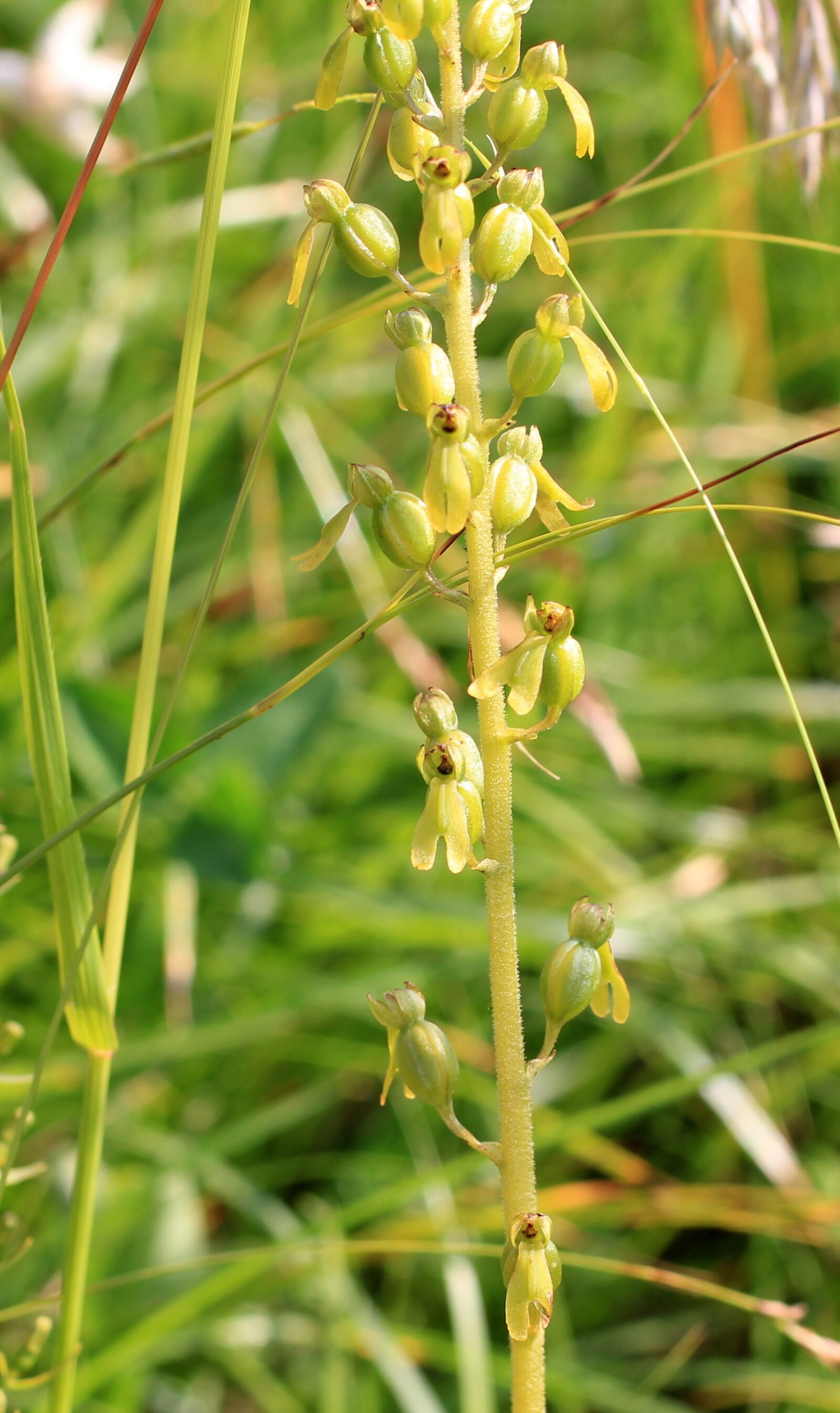 Canon EOS 550D (EOS Rebel T2i / EOS Kiss X4) sample photo. Two blade, orchid, wild photography