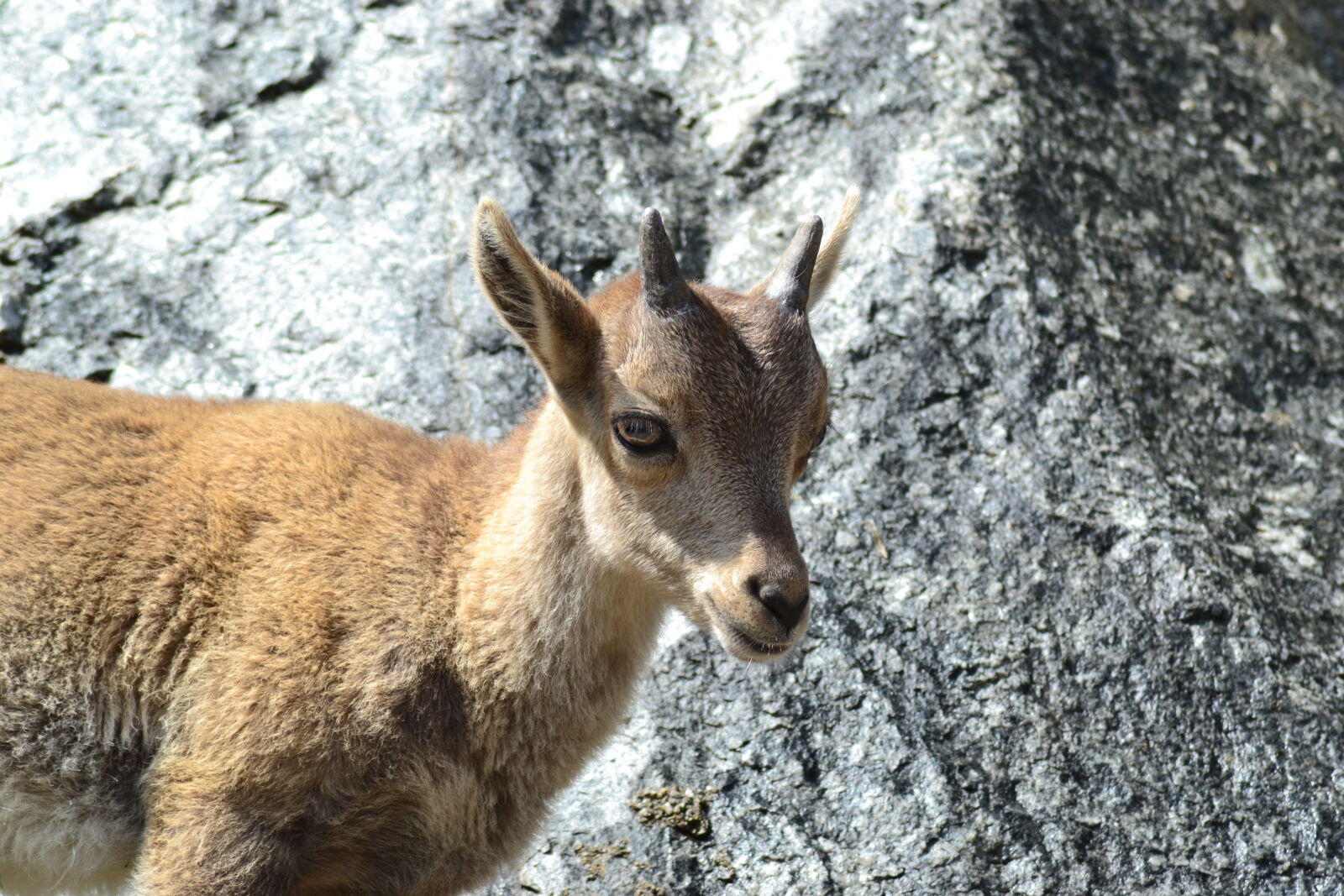Nikon D3100 sample photo. Alps, baby, buck, climbing photography