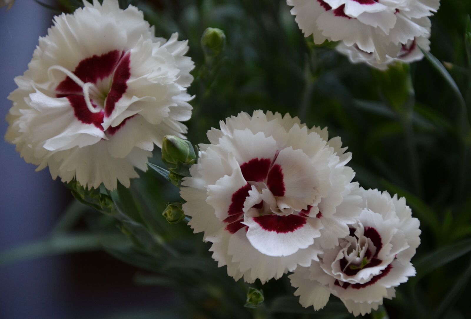 Nikon D5100 sample photo. Nature, flower, spring photography