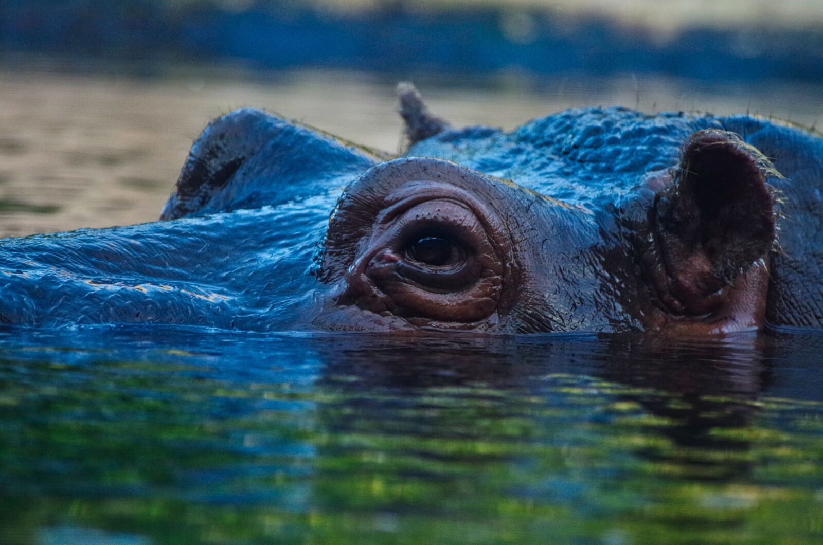 Pentax K-30 sample photo. Hippo, hippopotamus, herbivores photography