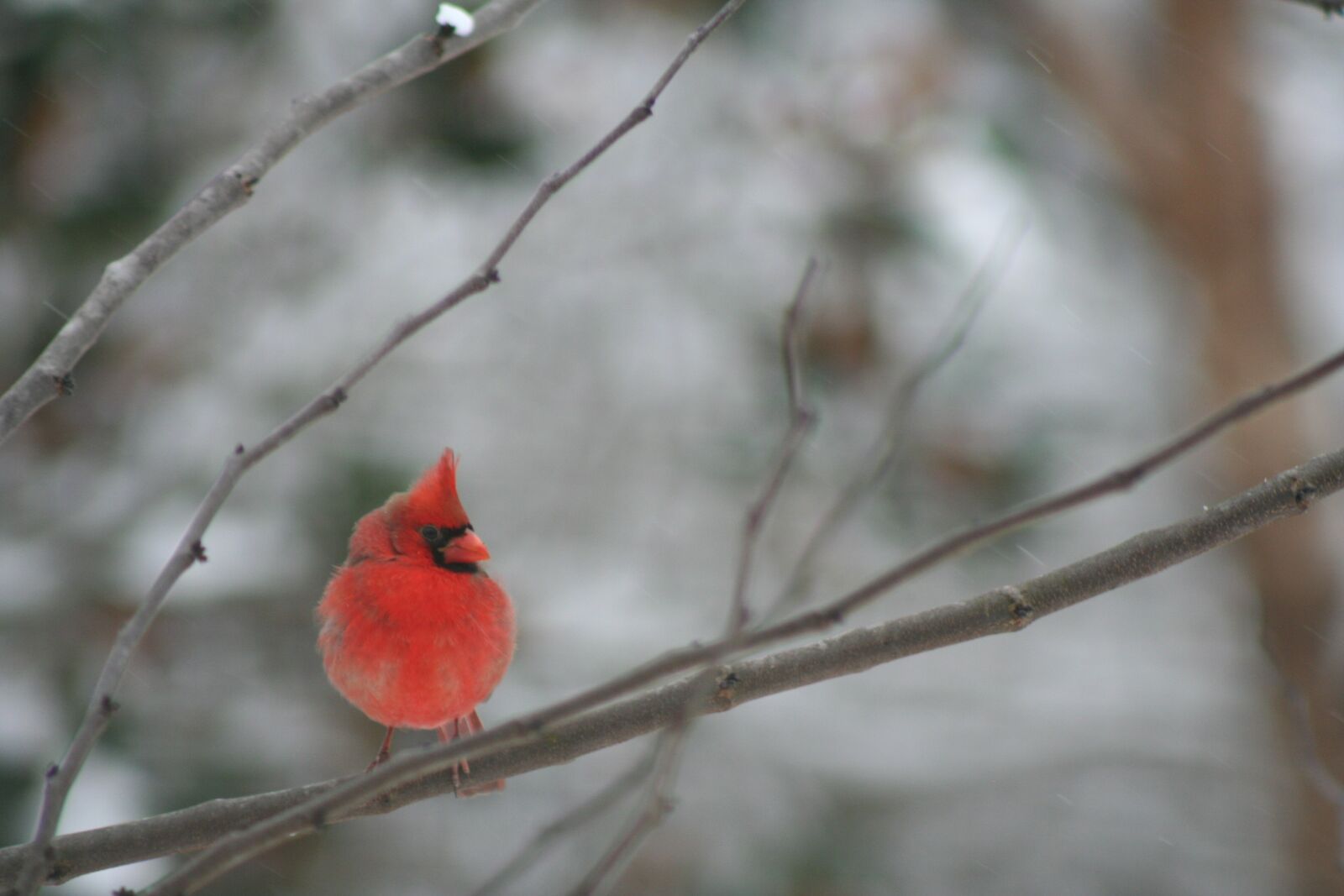 Canon EOS 350D (EOS Digital Rebel XT / EOS Kiss Digital N) sample photo. Cardinal, bird, winter photography