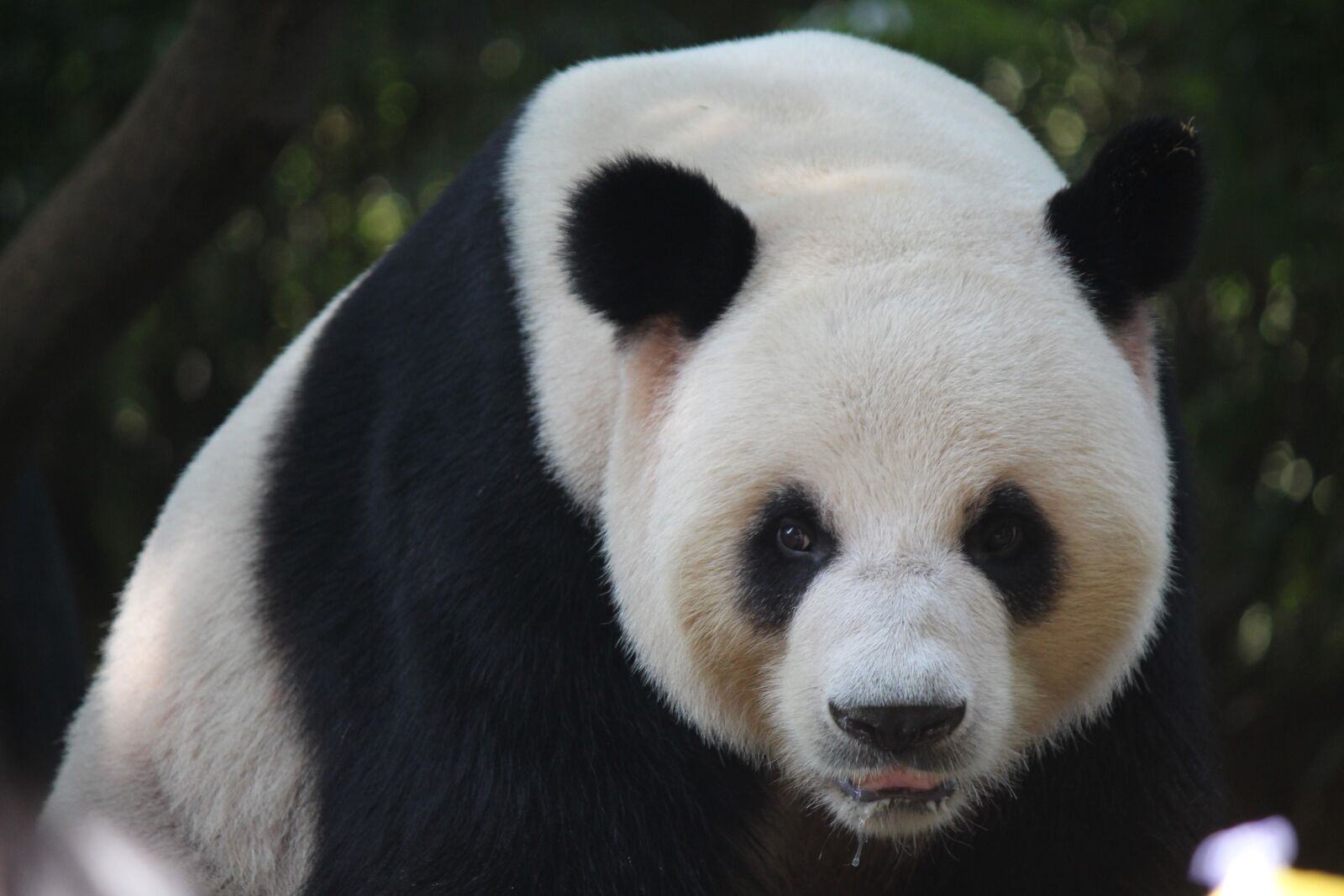 Canon EOS 700D (EOS Rebel T5i / EOS Kiss X7i) sample photo. Mammal, wildlife, animal photography