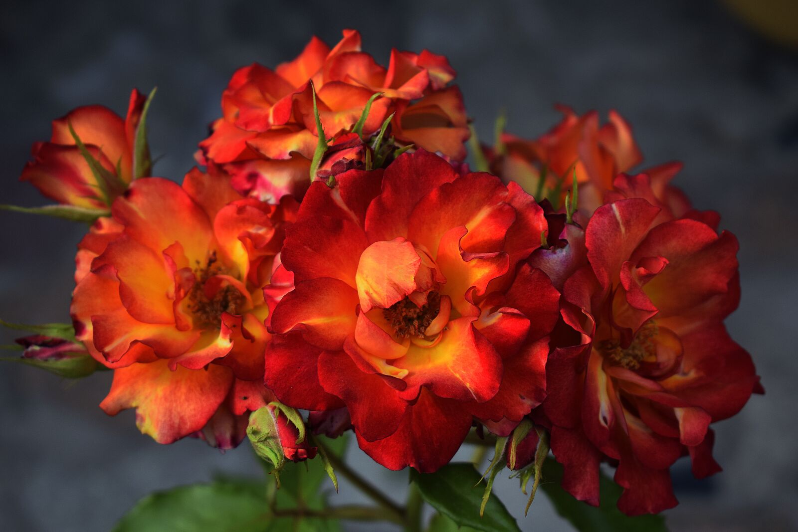 Nikon D3300 sample photo. Flower, rose, in full photography