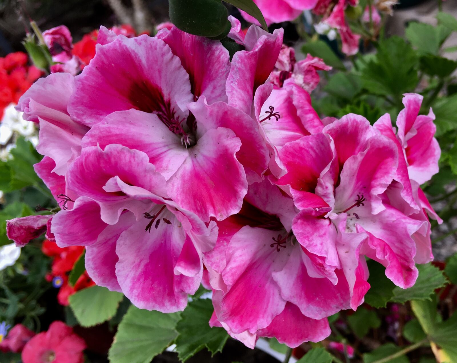 Apple iPhone 6s Plus sample photo. Geranium, nature, pink flower photography
