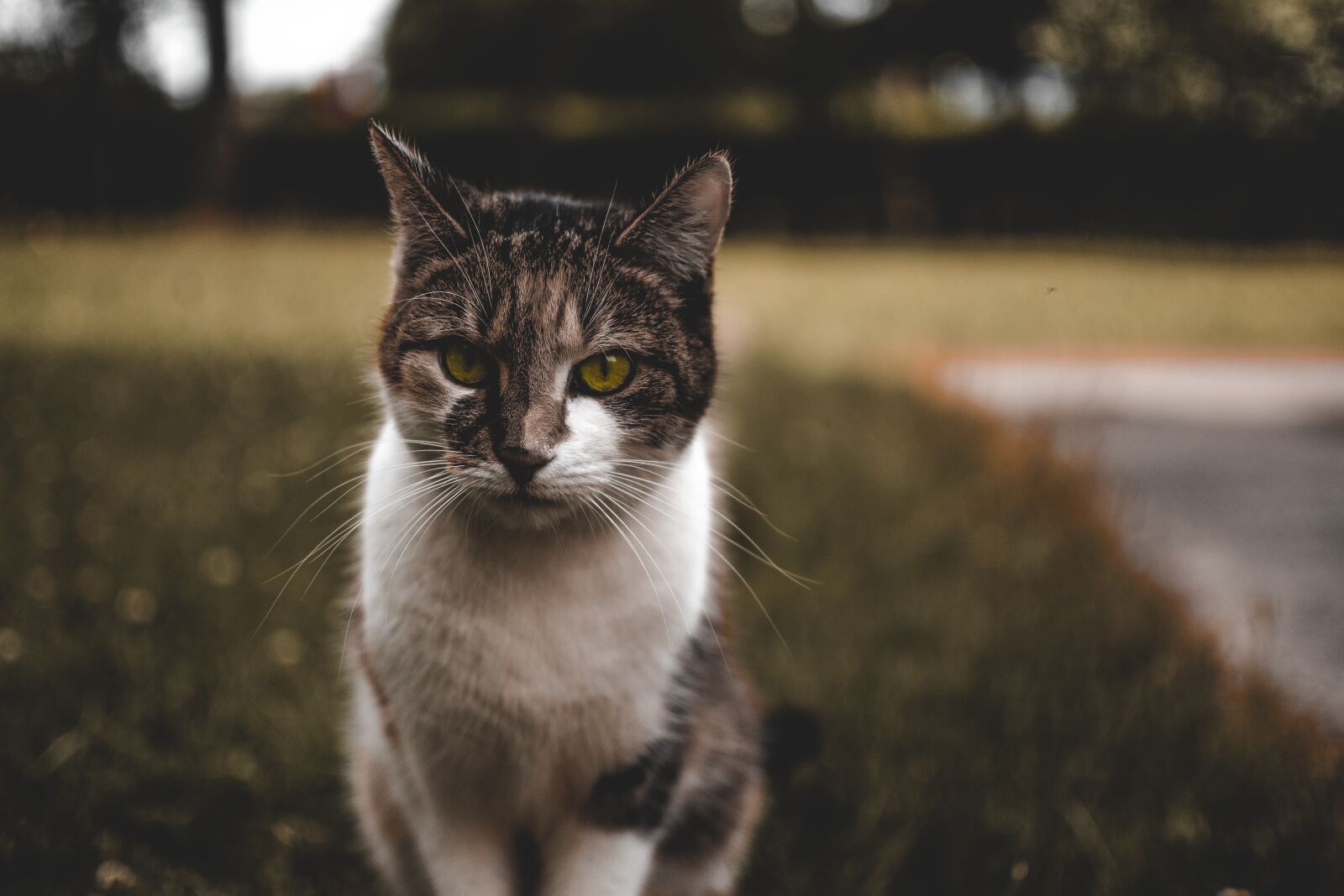 Nikon D5200 sample photo. Cat, green, green eyes photography