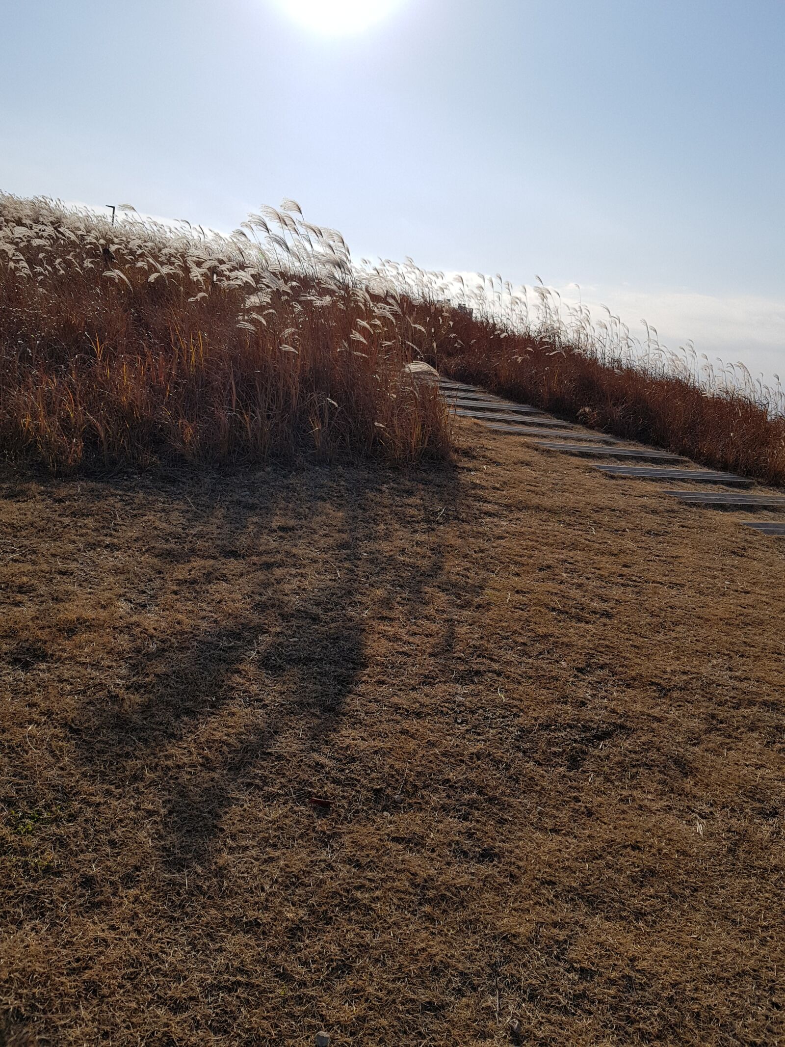 Samsung Galaxy S8 sample photo. Reed, in autumn, esplanade photography