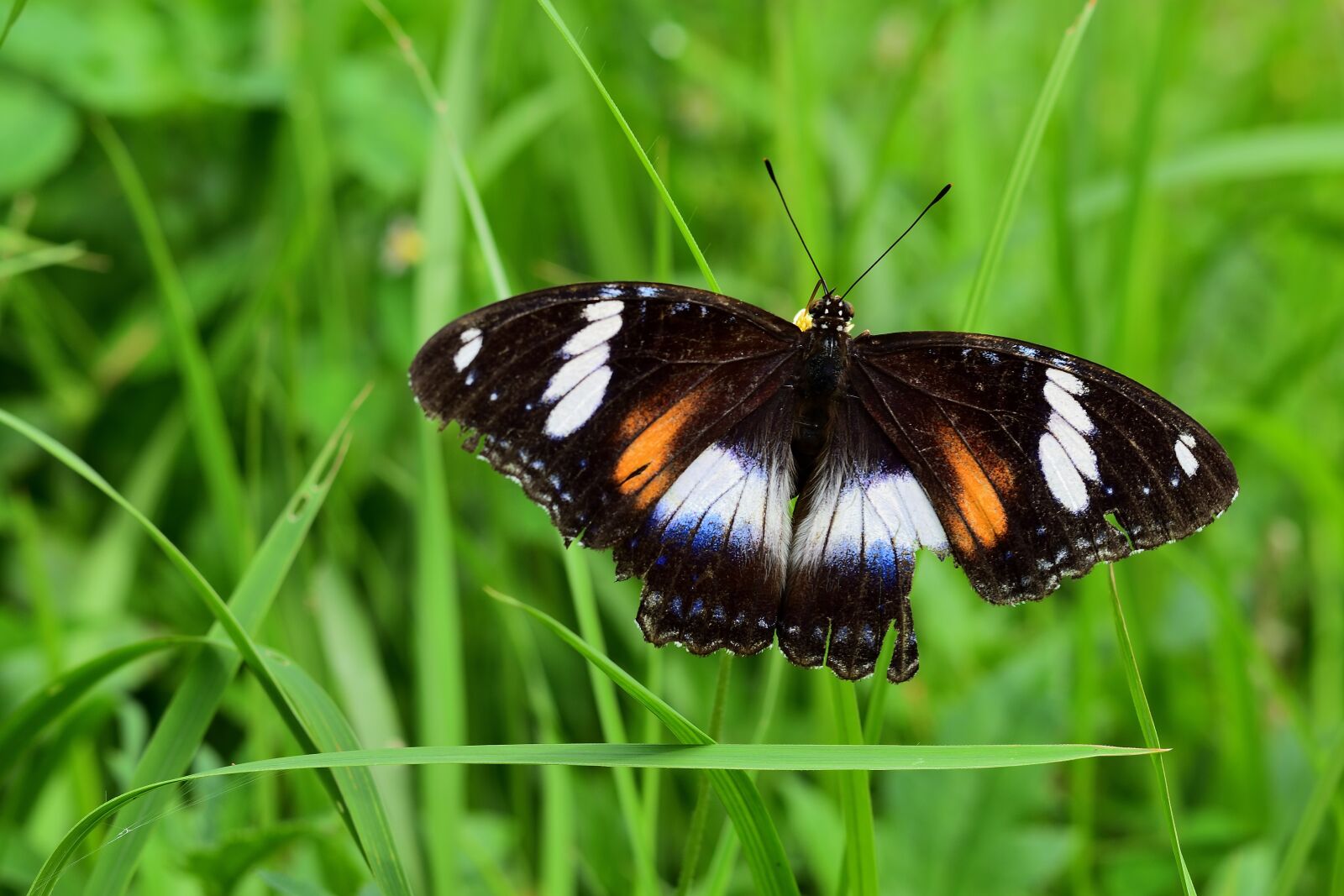 Nikon D5300 sample photo. Nature, insect, butterfly photography