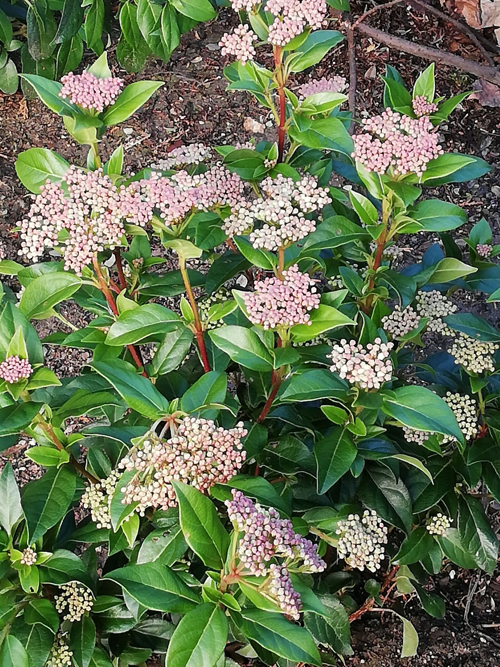 HUAWEI Mate 10 Lite sample photo. Spring, plant, nature photography
