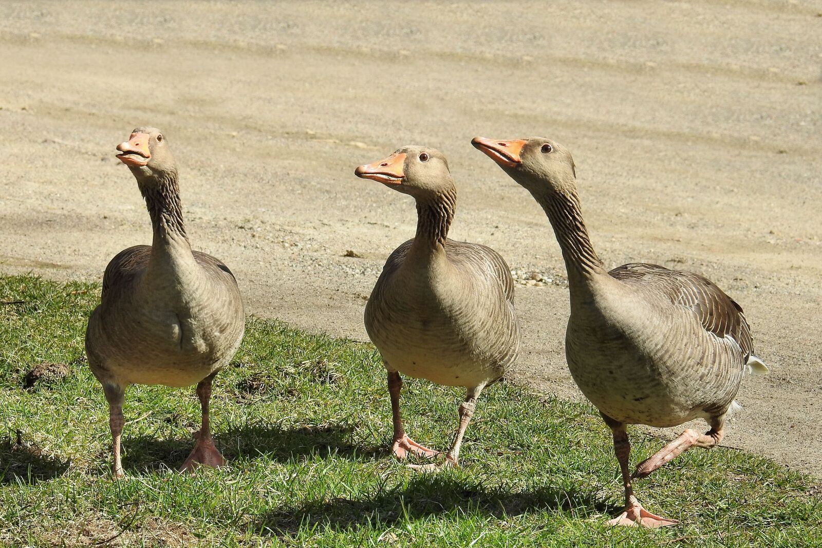 Nikon Coolpix P900 sample photo. Grey geese, geese, poultry photography