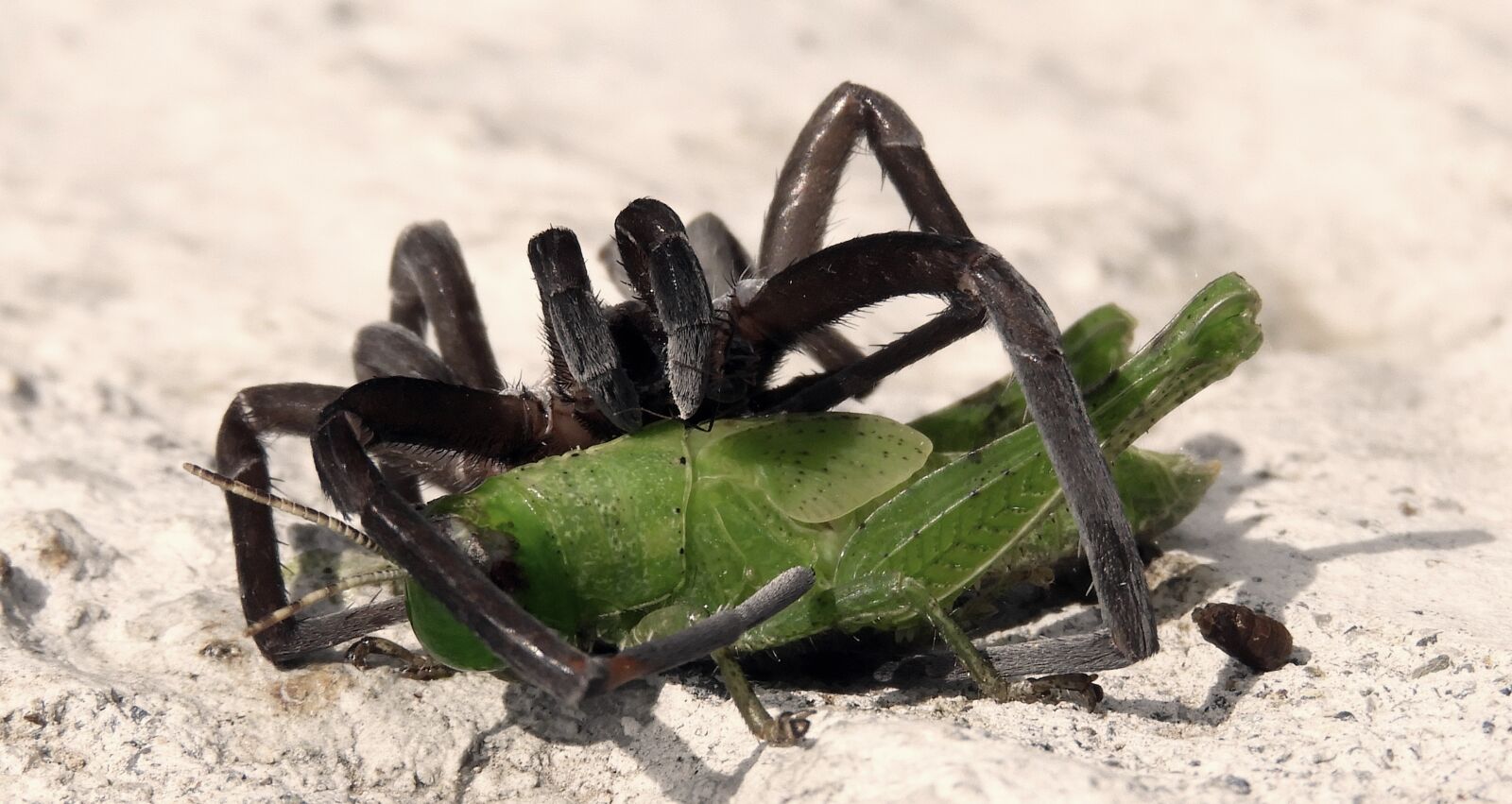 Nikon Coolpix B700 sample photo. Macro, cricket, spider photography