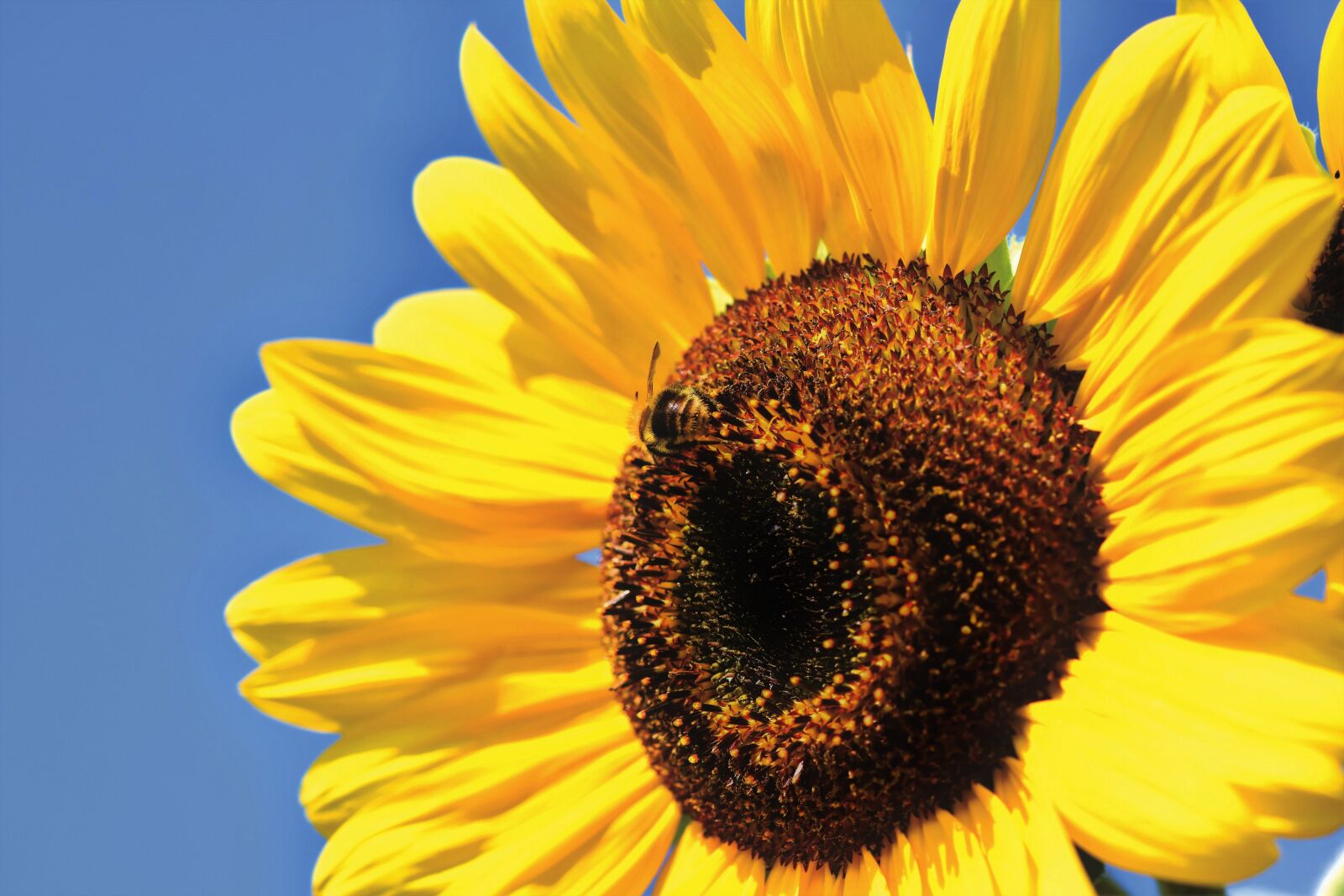 Nikon D7200 sample photo. Sunflower, blossom, bloom photography