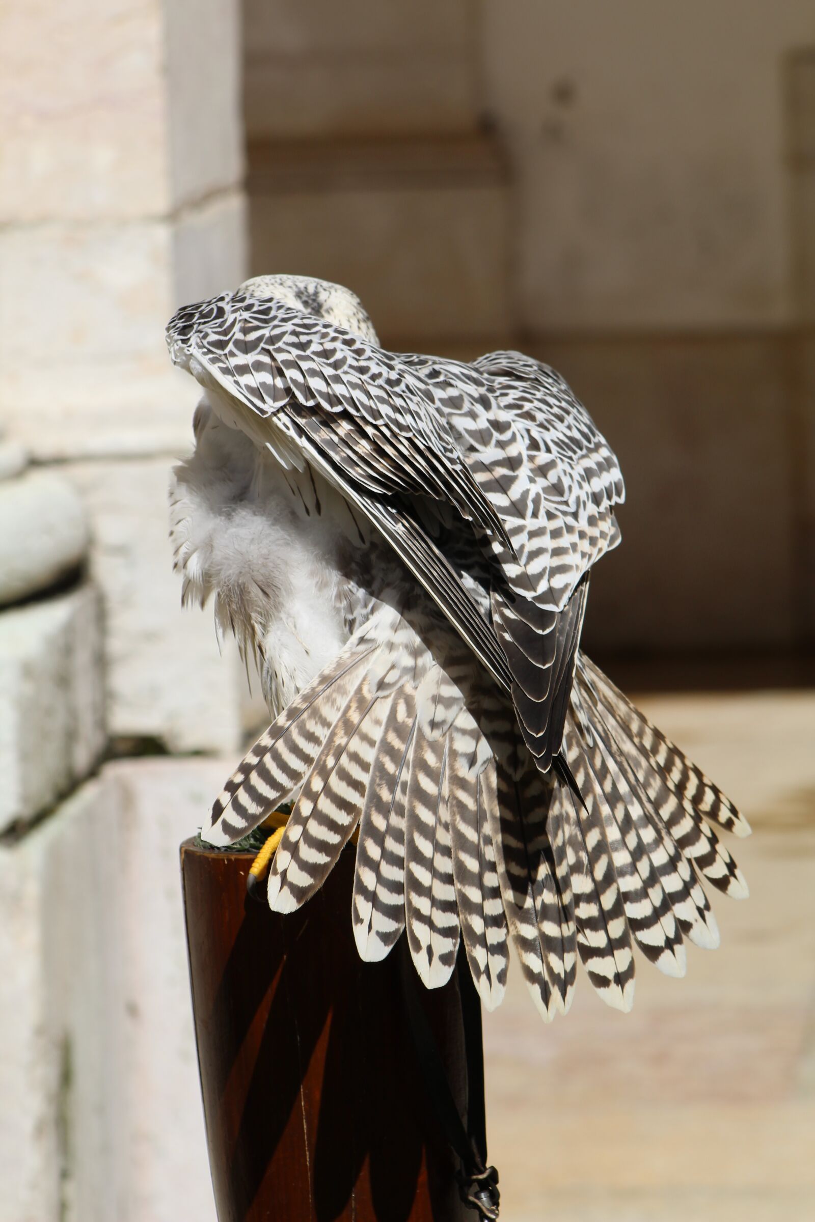 Canon EF75-300mm f/4-5.6 sample photo. Birds, owls, eagle photography