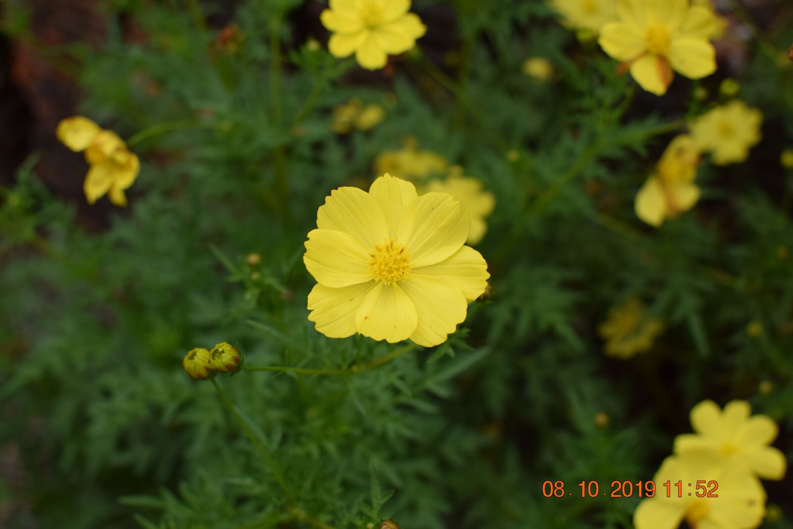 Nikon D3300 sample photo. Greenary, flower, tree photography
