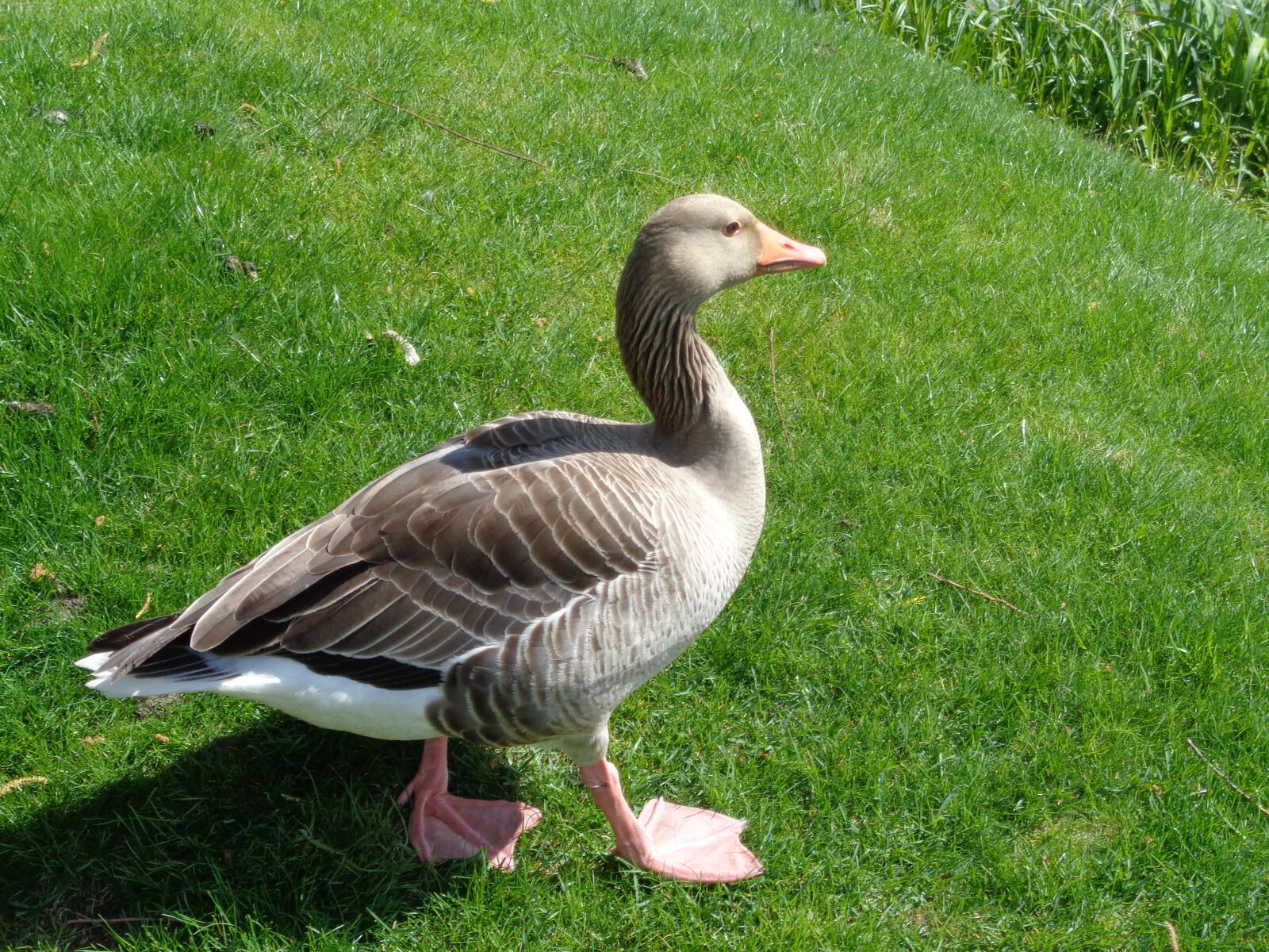 Sony Cyber-shot DSC-W830 sample photo. Duck, federtier, water bird photography