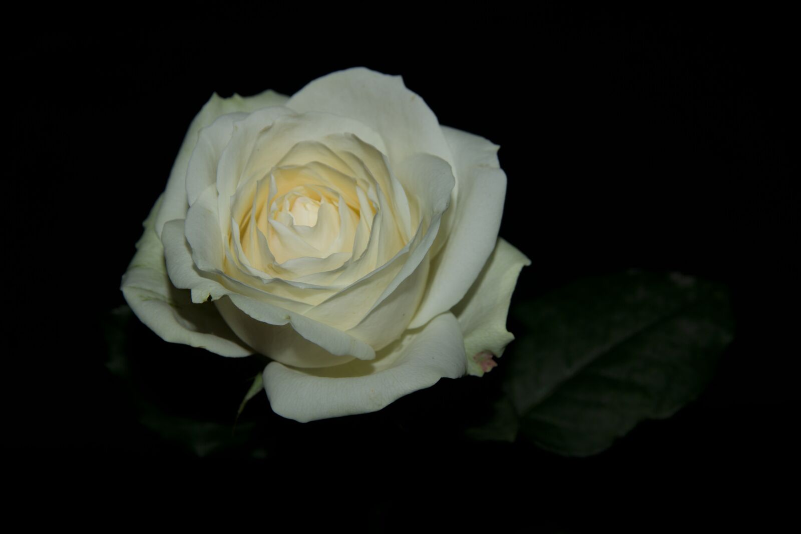 Canon EOS 600D (Rebel EOS T3i / EOS Kiss X5) sample photo. Rose, flowers, white photography