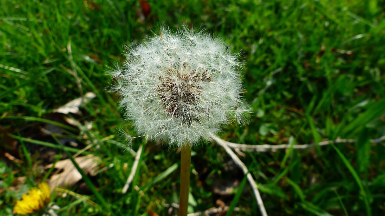 Panasonic Lumix DMC-FZ200 sample photo. Lawn, nature, dandelion photography