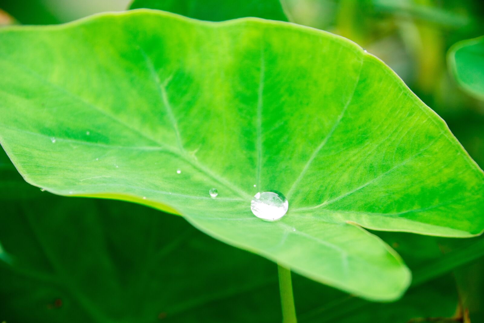 Nikon D5200 sample photo. Raindrop, water drop, nature photography