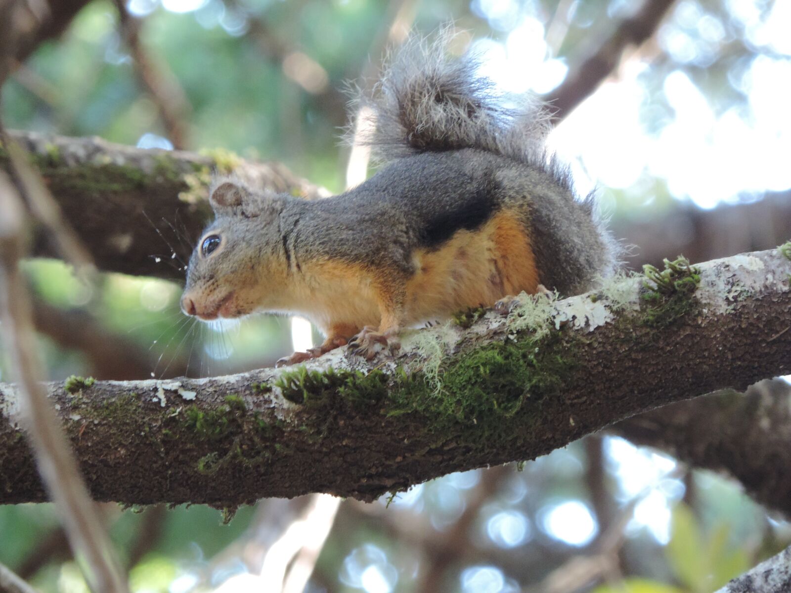 Nikon Coolpix P520 sample photo. Tree squirrel, curiosity, dog photography