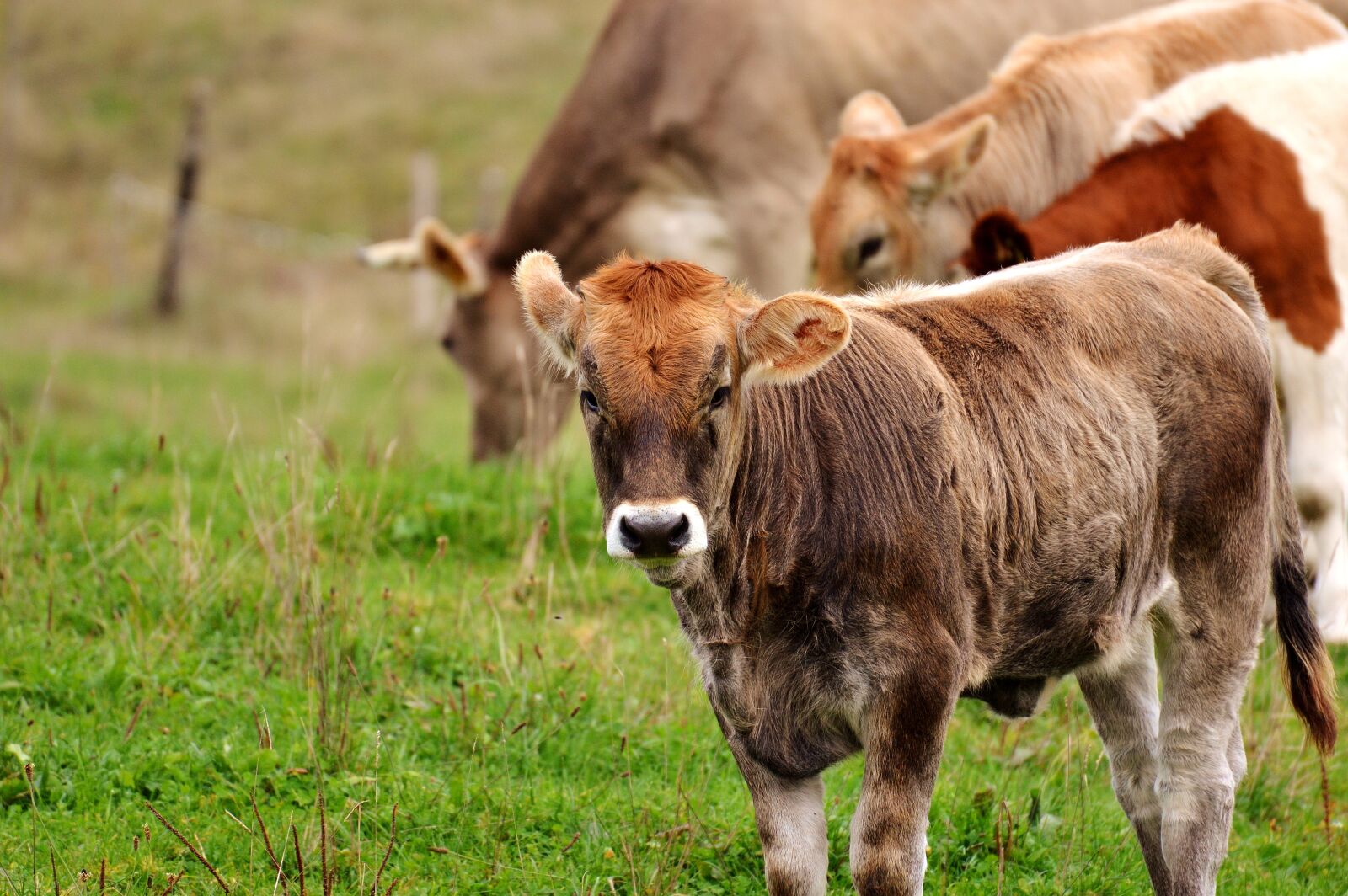 Nikon D3200 sample photo. Cow, allgäu, cows photography