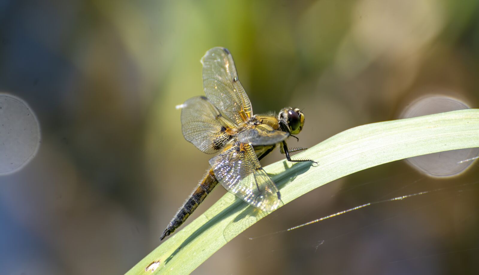 Nikon D7100 sample photo. Goldsmith, nymph, insect photography