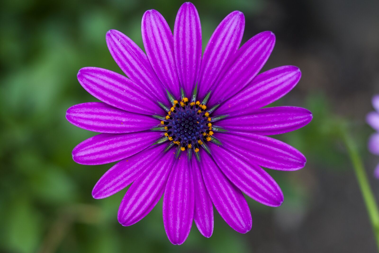 Nikon D60 sample photo. That beautiful flower, nature photography