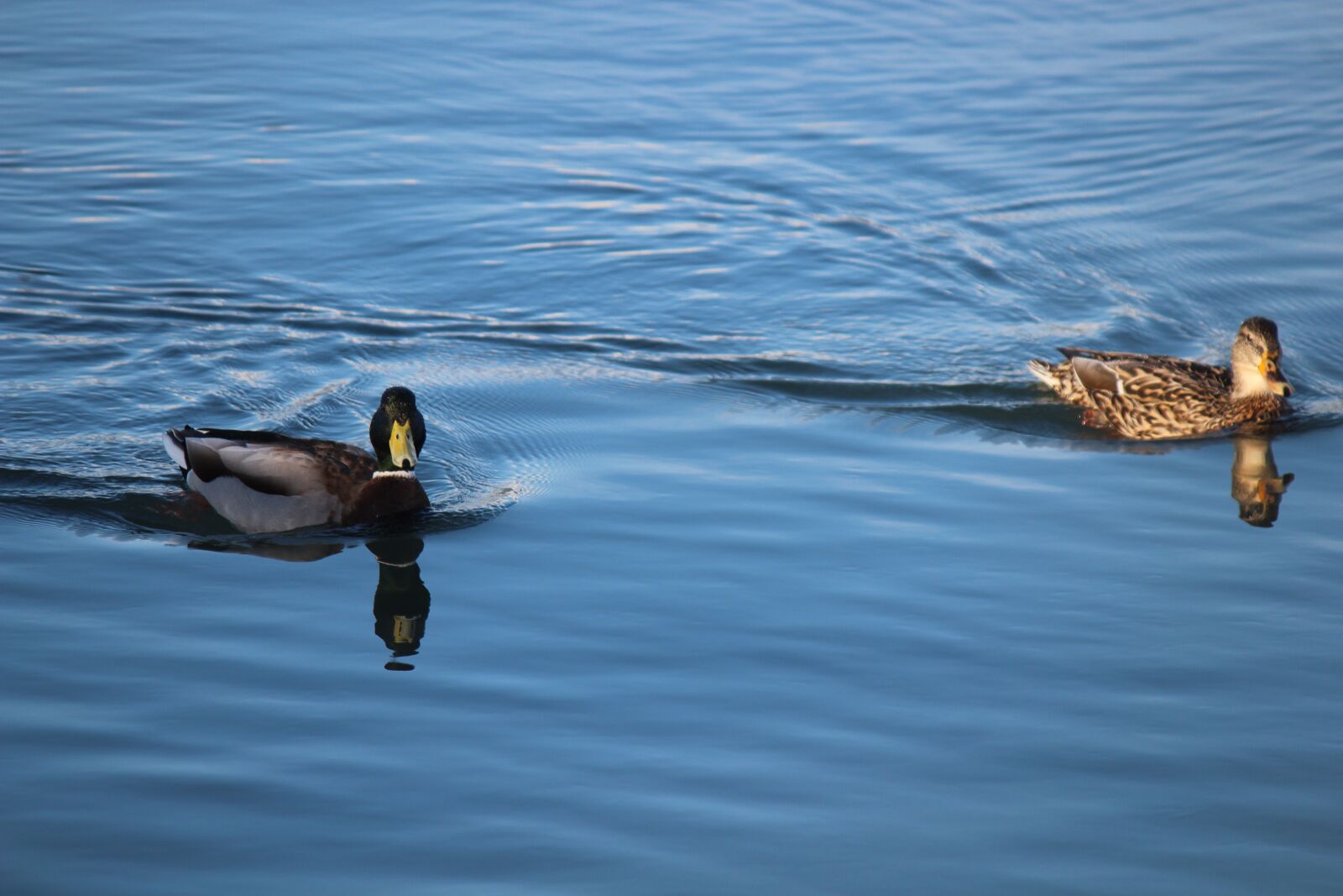 Canon EOS 1300D (EOS Rebel T6 / EOS Kiss X80) sample photo. Duck, marine, nature photography