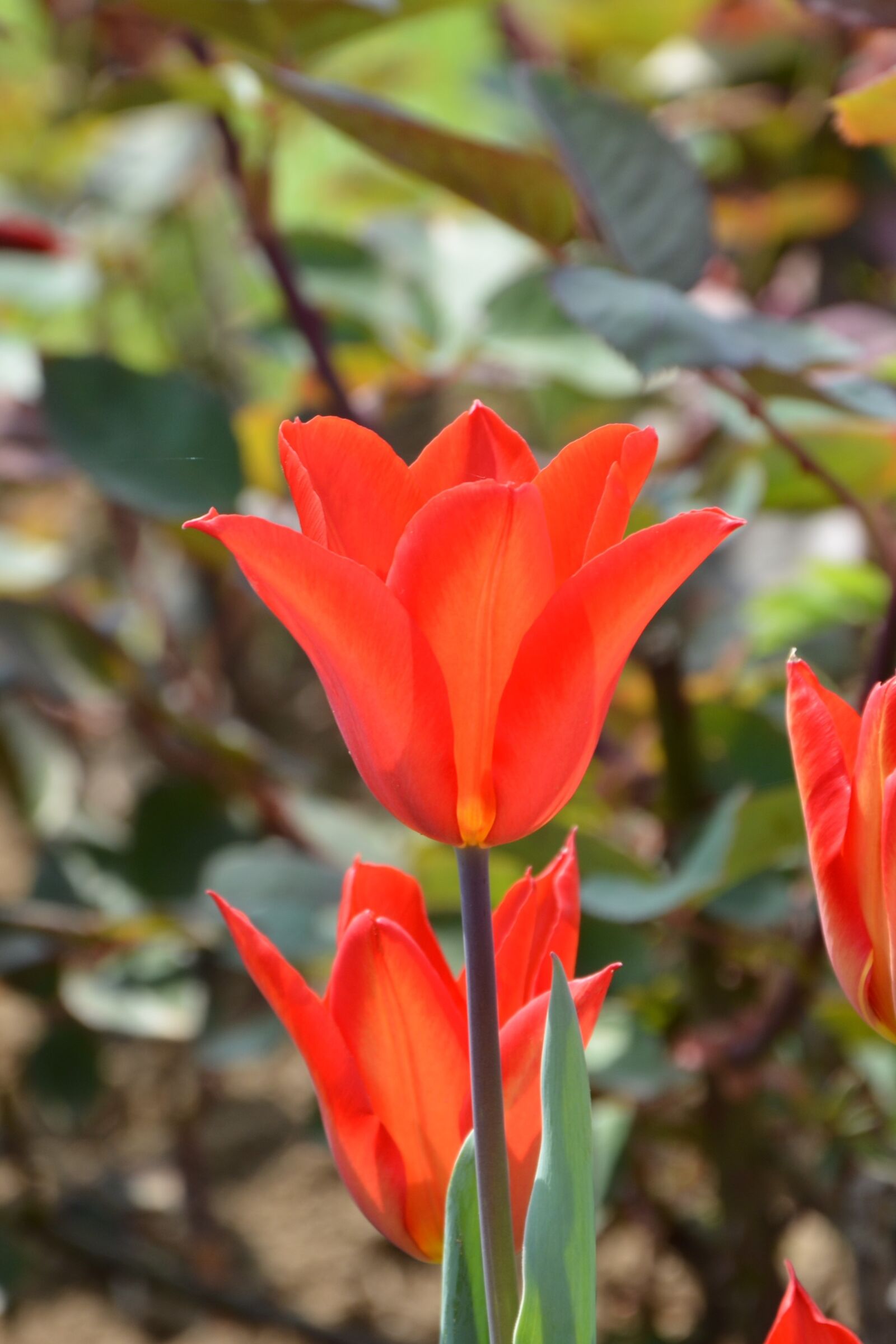 Nikon D7100 sample photo. Tulips, red, macro photography