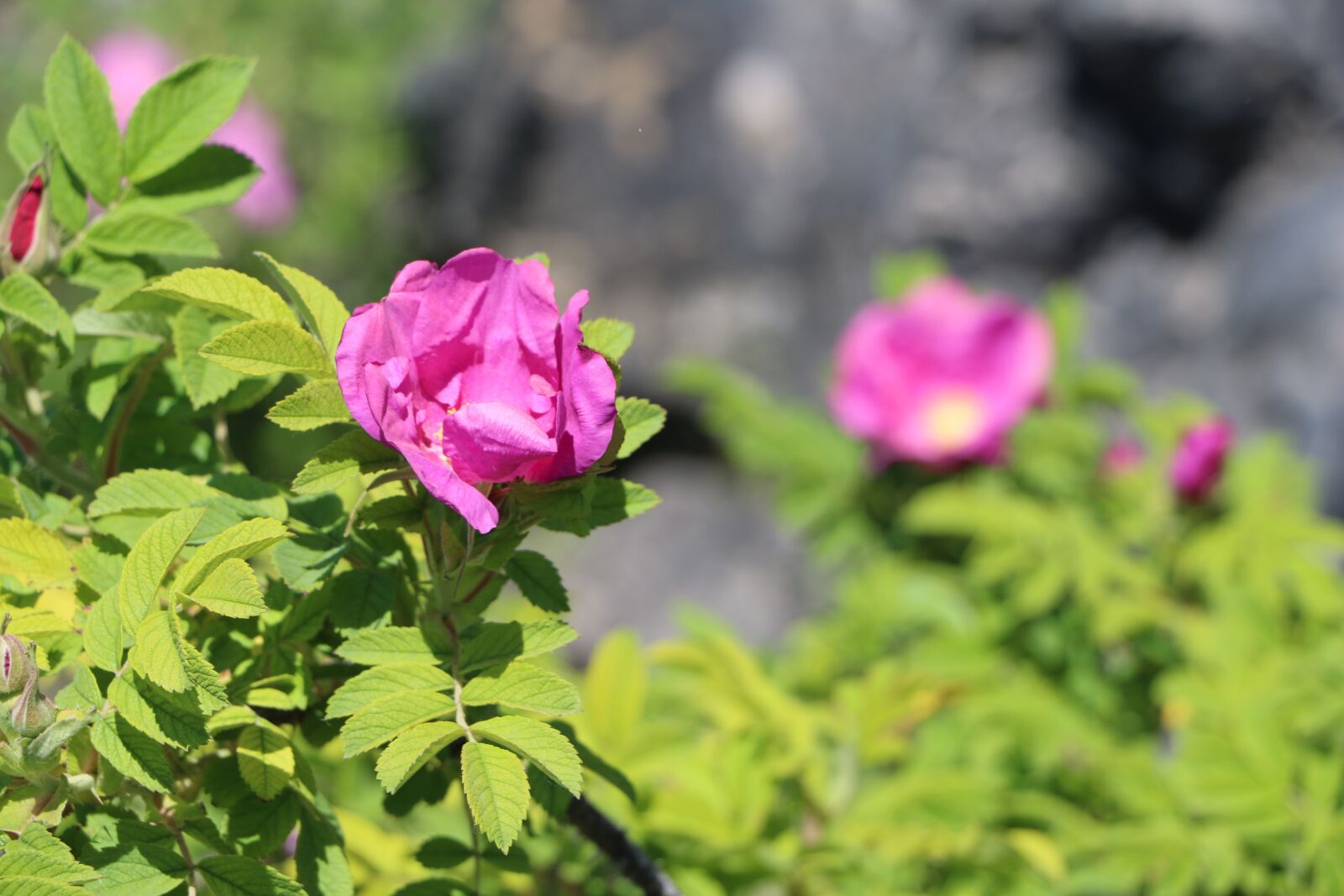 Canon EOS 70D sample photo. Flower, plant, nature photography