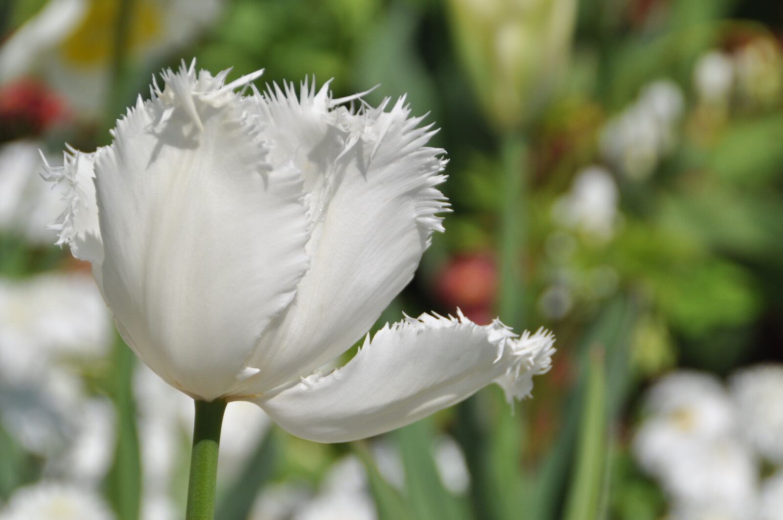 Nikon D5000 sample photo. Tulip, white, spring photography