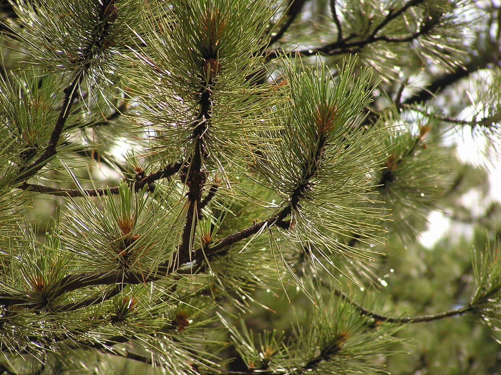 Olympus C740UZ sample photo. Pine, tree, nature photography