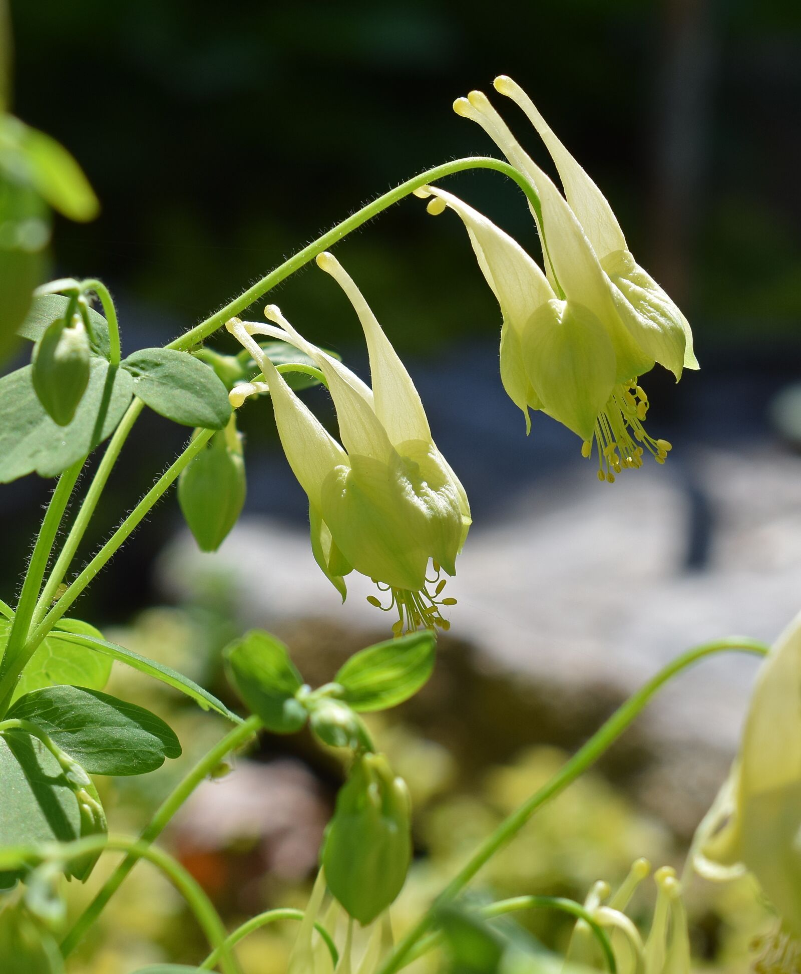 Nikon D3300 sample photo. Yellow columbine, columbine, newly-opened photography