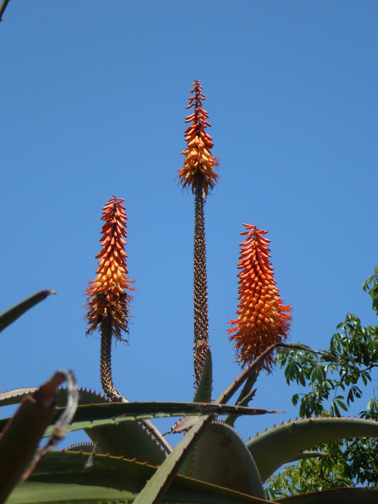 Samsung VLUU WB210, SAMSUNG WB210 sample photo. Agave, inflorescence, candles photography