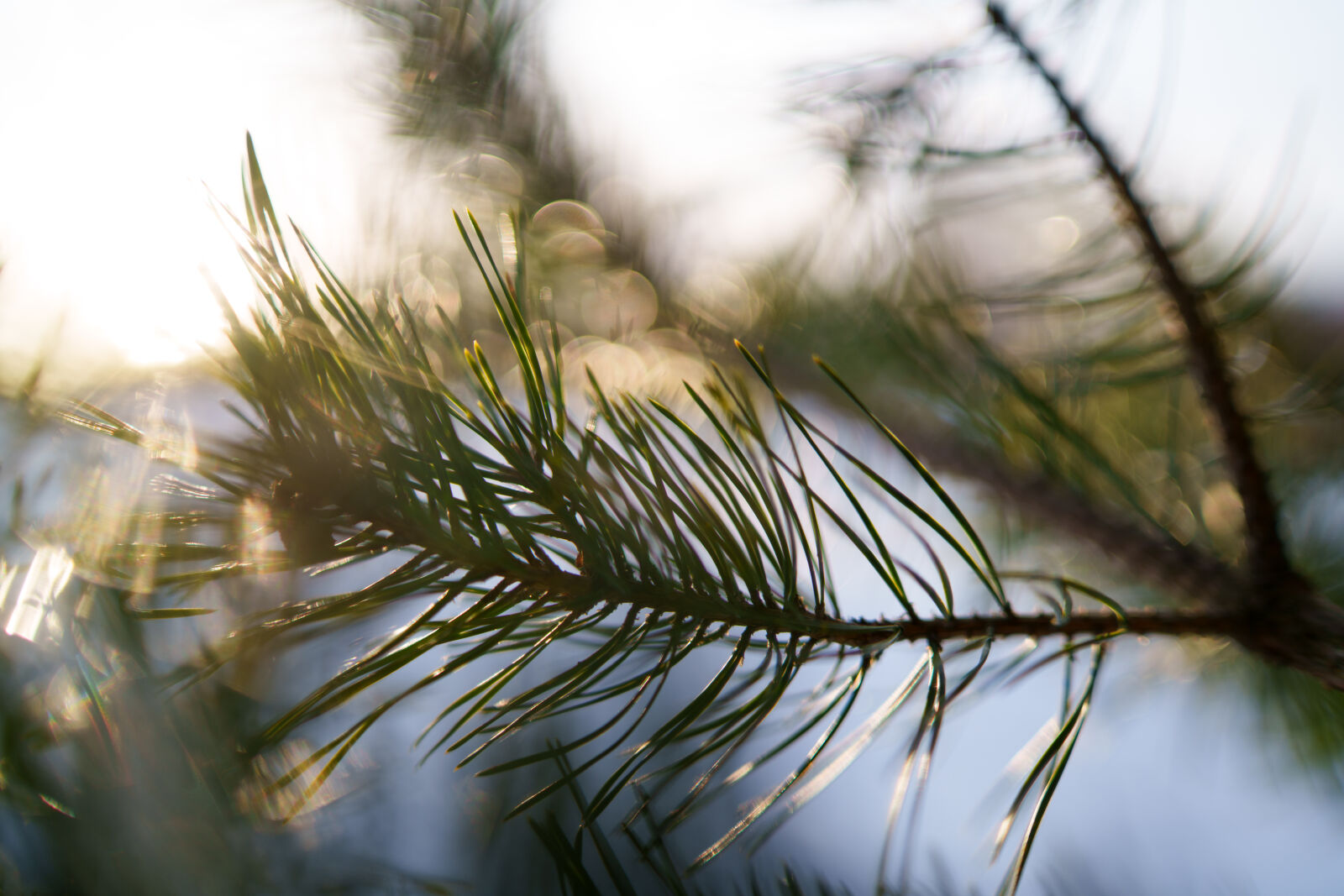 Samyang AF 35mm F1.4 P sample photo. Tree morning light photography