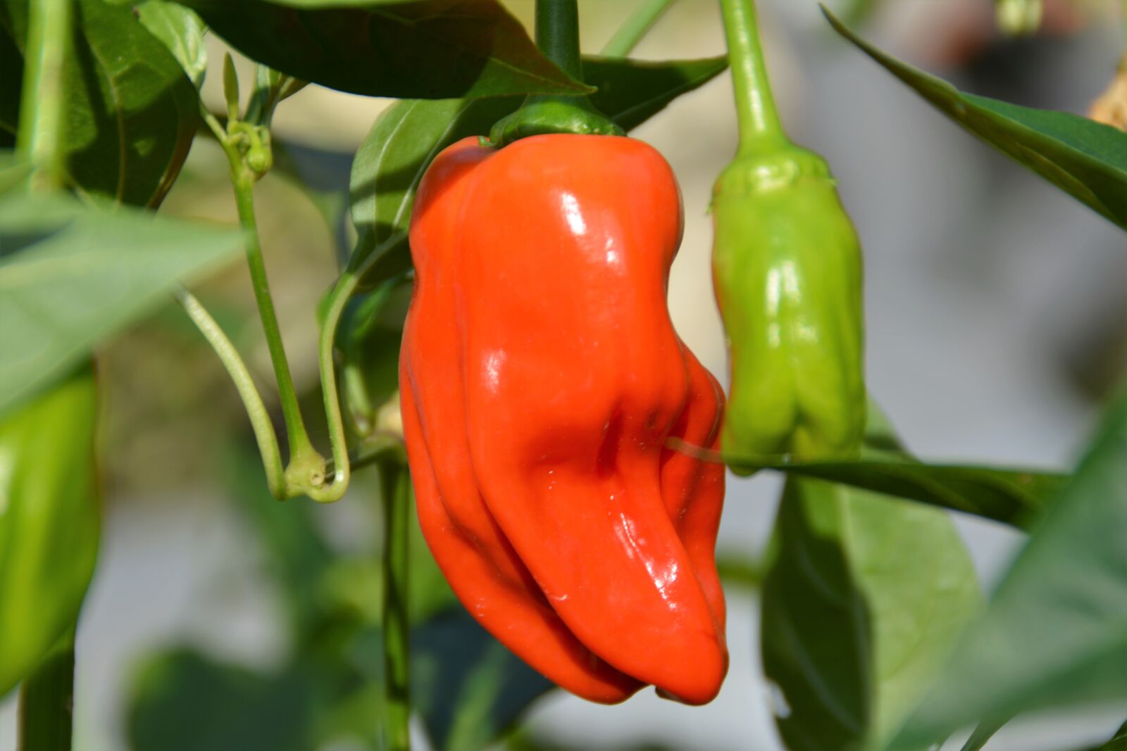 Nikon D5200 sample photo. Chili, hot pepper, nature photography
