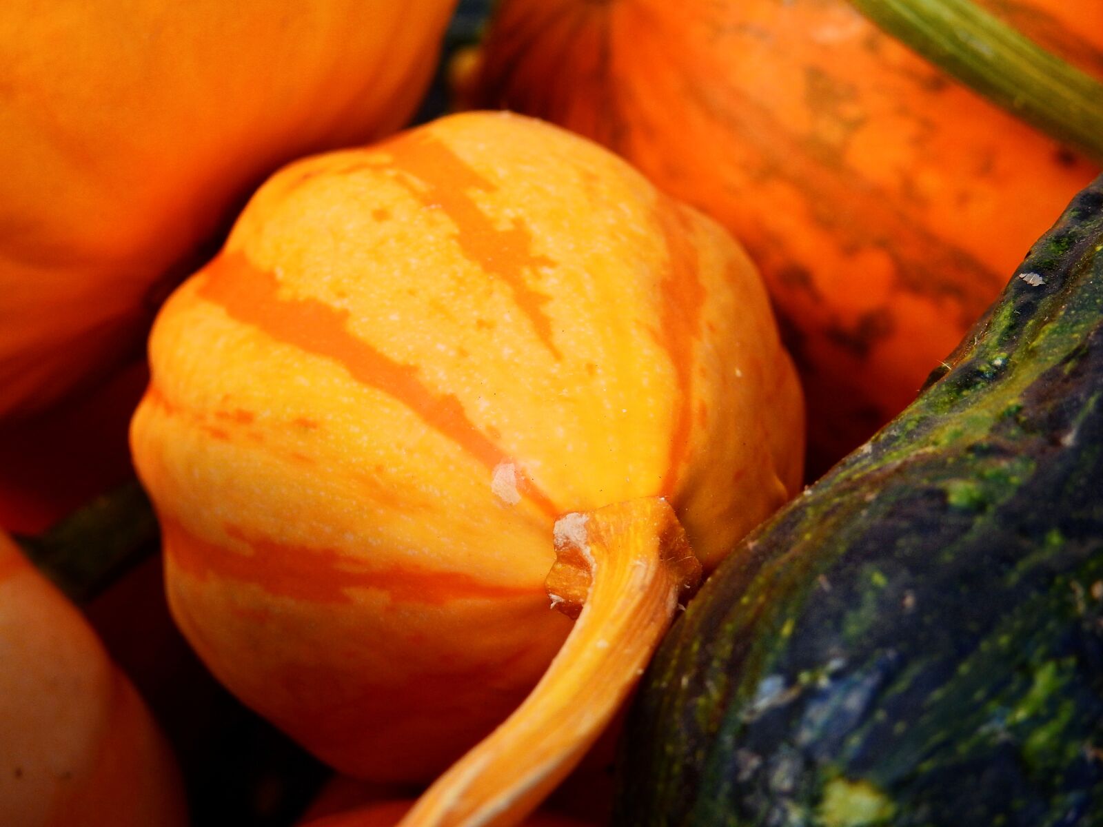 Nikon Coolpix P900 sample photo. Pumpkin, gourd, autumn photography