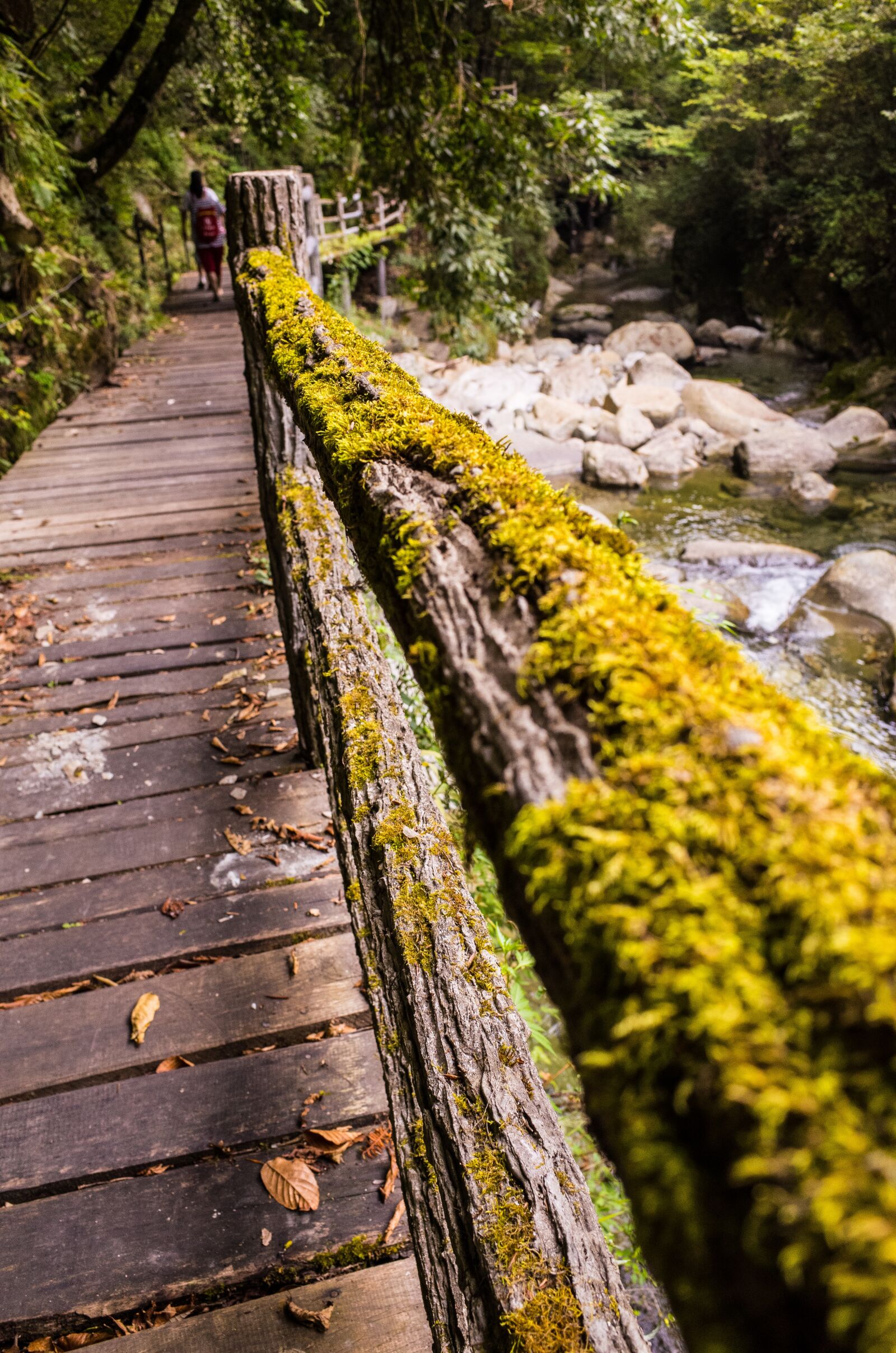 Ricoh GR sample photo. Moss, the scenic natural photography