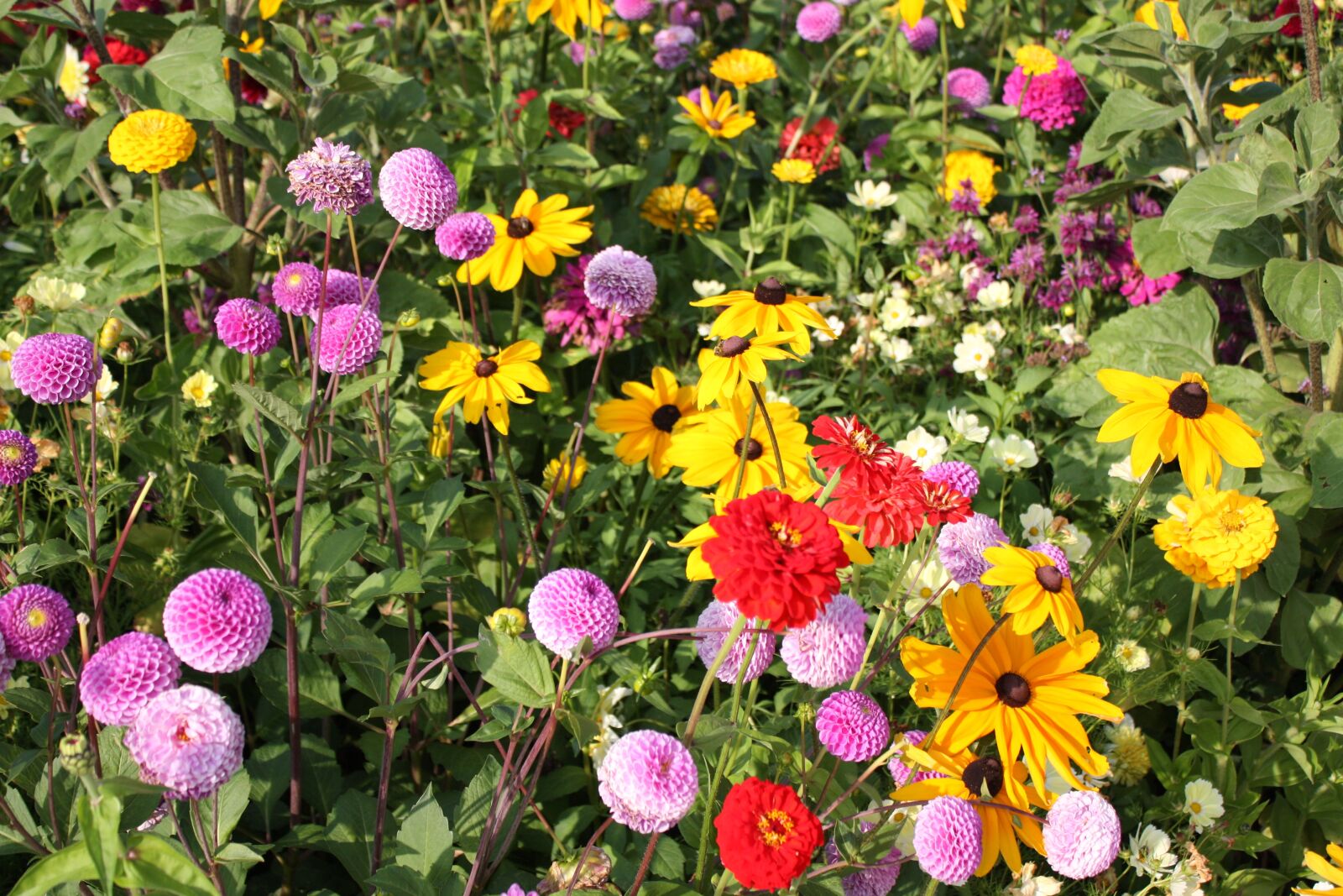 Canon EOS 450D (EOS Rebel XSi / EOS Kiss X2) sample photo. Flower meadow, country garden photography