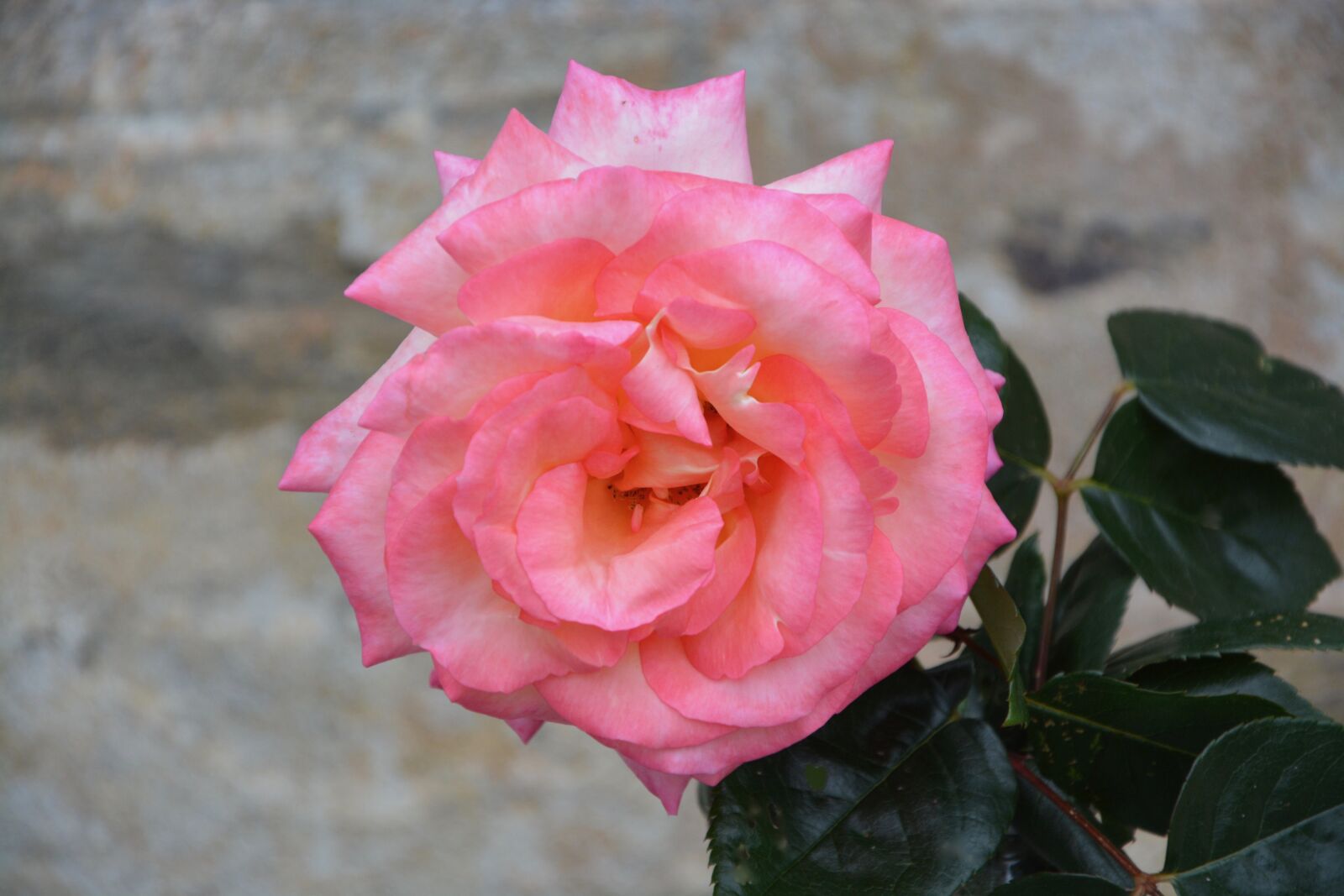 Nikon D5200 sample photo. Pink, petals, rose petals photography