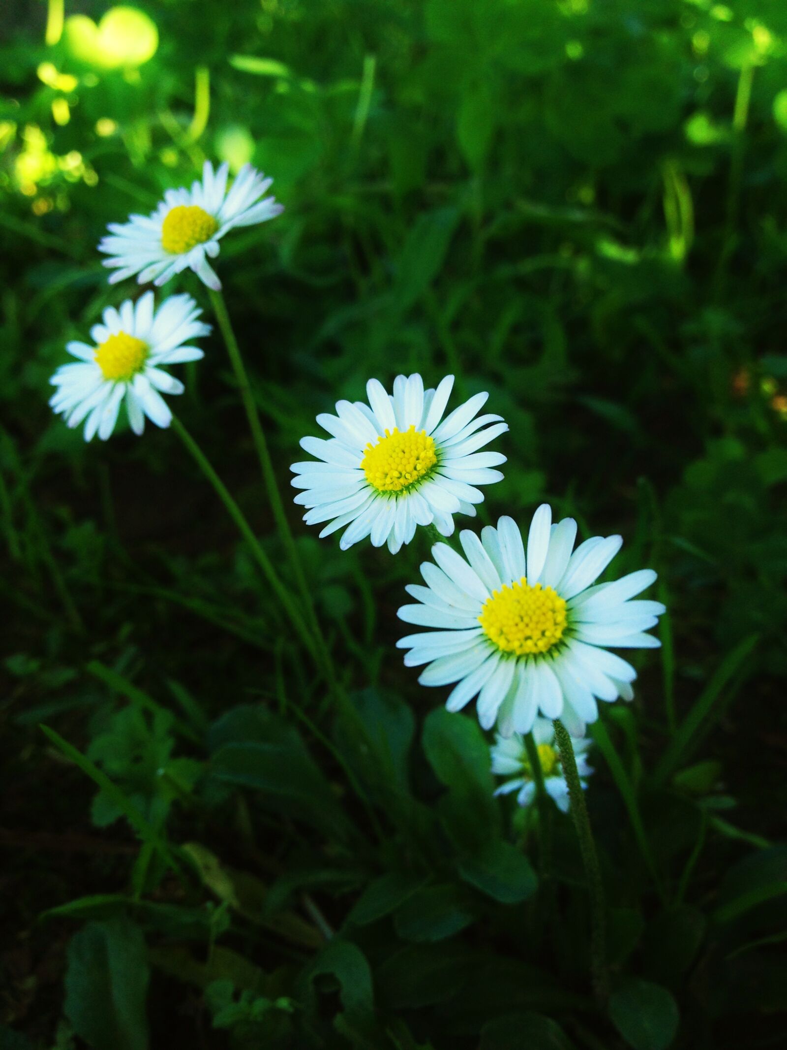 Apple iPhone 4S sample photo. Flowers, flower, garden photography