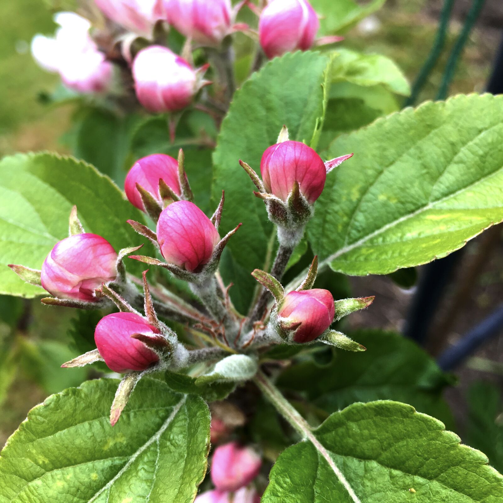 Apple iPad Pro sample photo. Spring, flowers, flowering photography