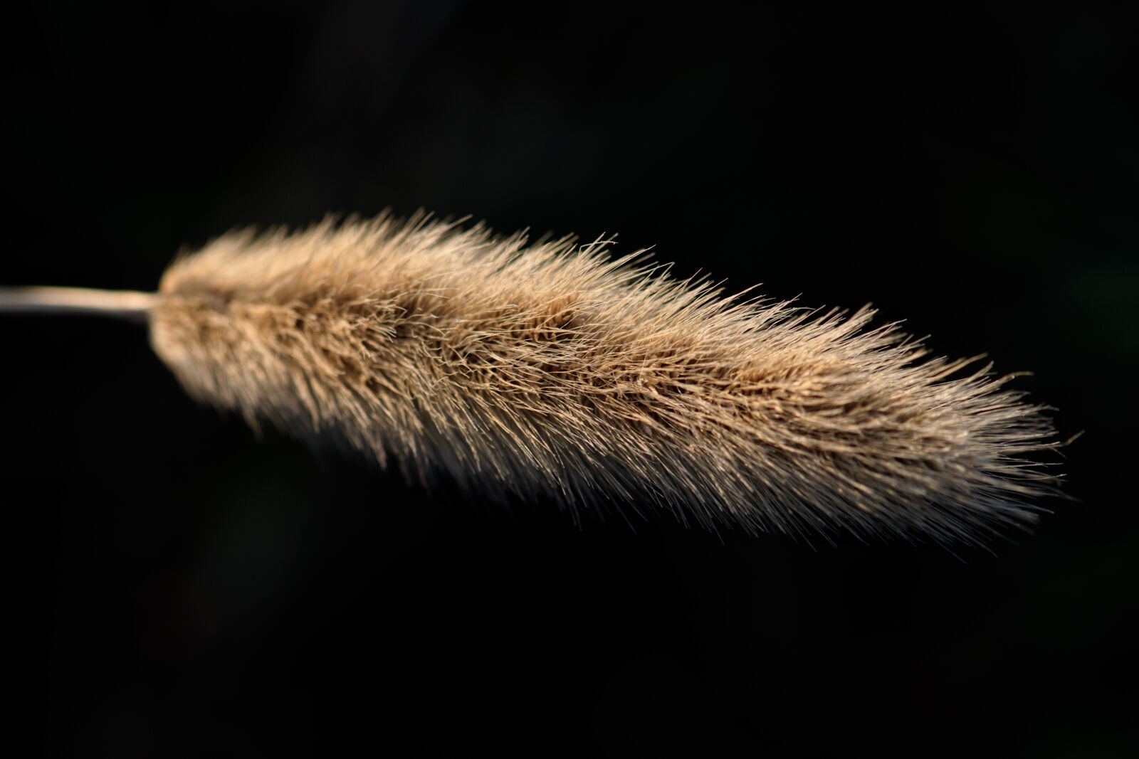 Nikon D3300 sample photo. Seed, grass, nature photography