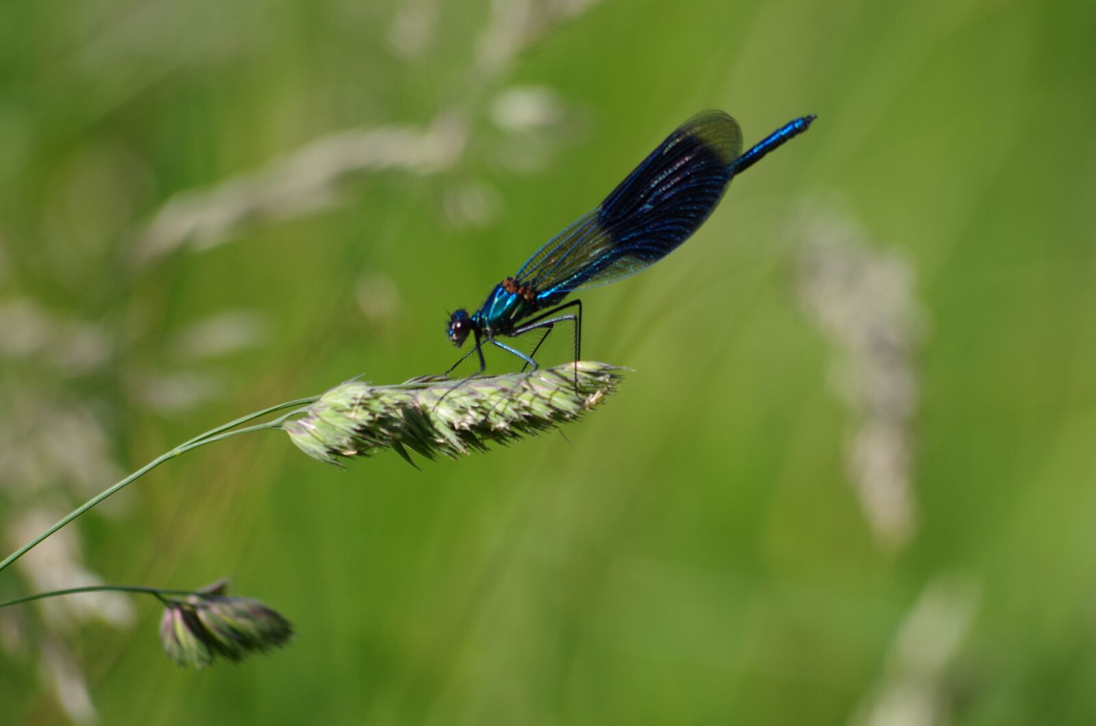 Pentax K-50 sample photo. Dragonfly, blue, insect photography