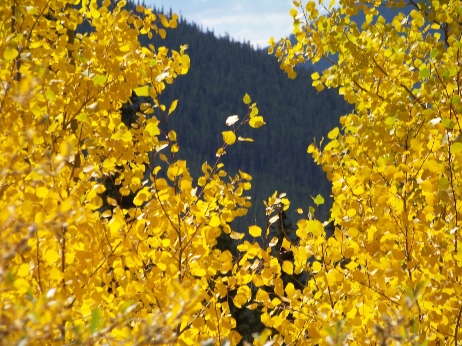 Kodak Z812 IS ZOOM DIGITAL CAMERA sample photo. Trees, colorado, forest photography