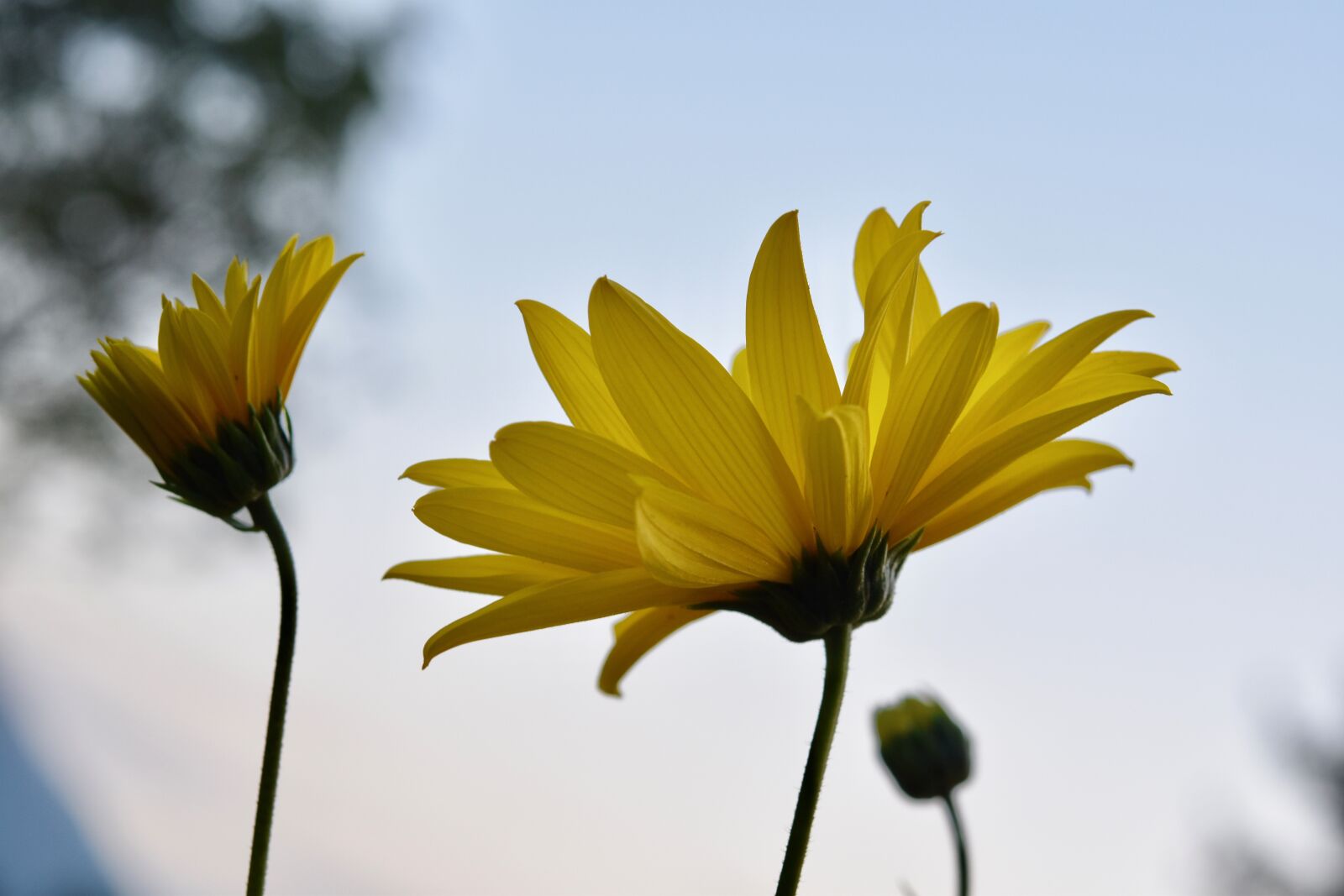 Nikon D5600 sample photo. Flower, flower petals flower photography